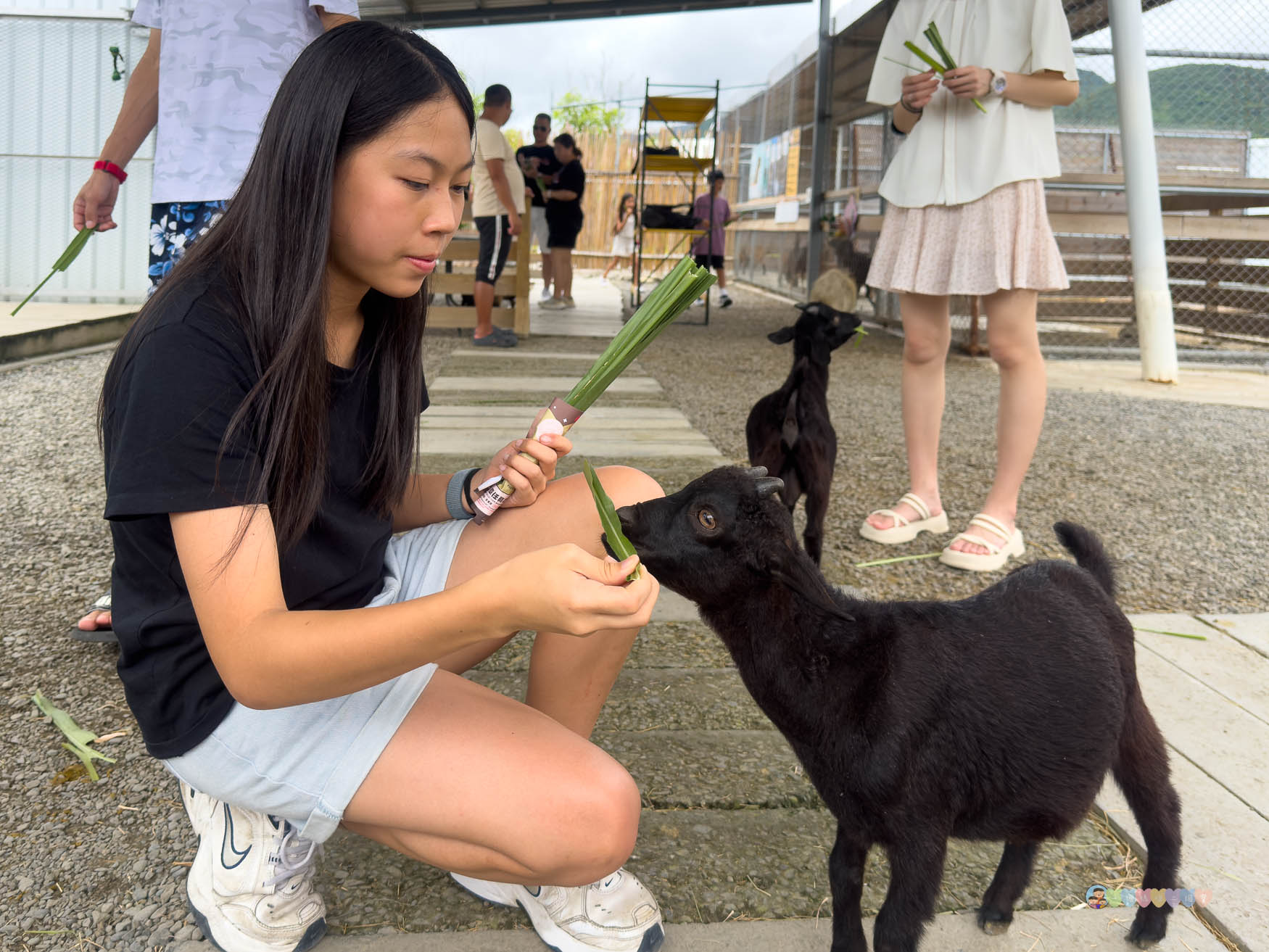 屏東|墾丁鹿ㄦ島水豚生態園區》全台唯一水豚共游,超可愛侏儒羊、日式鳥居好好拍。 - 第29張圖