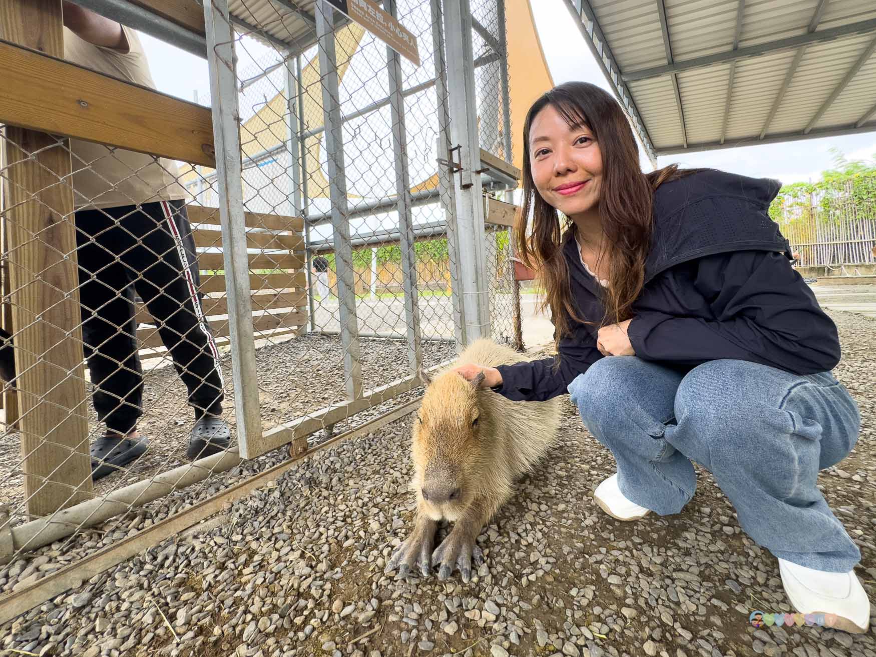 屏東|墾丁鹿ㄦ島水豚生態園區》全台唯一水豚共游,超可愛侏儒羊、日式鳥居好好拍。 - 第20張圖