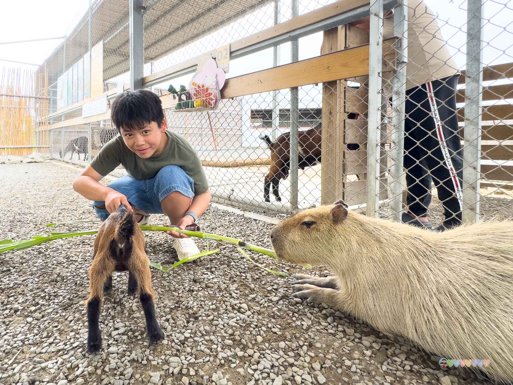 屏東|墾丁鹿ㄦ島水豚生態園區》全台唯一水豚共游,超可愛侏儒羊、日式鳥居好好拍。 - 第26張圖