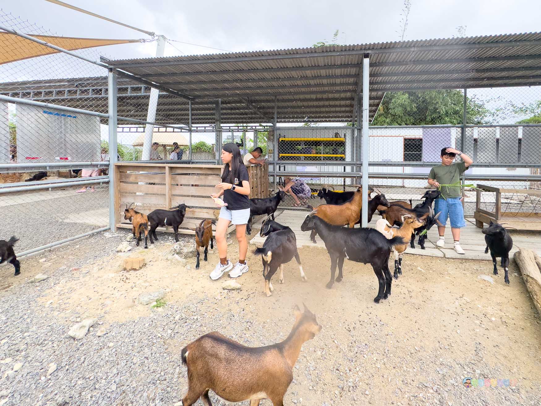 屏東|墾丁鹿ㄦ島水豚生態園區》全台唯一水豚共游,超可愛侏儒羊、日式鳥居好好拍。 - 第31張圖