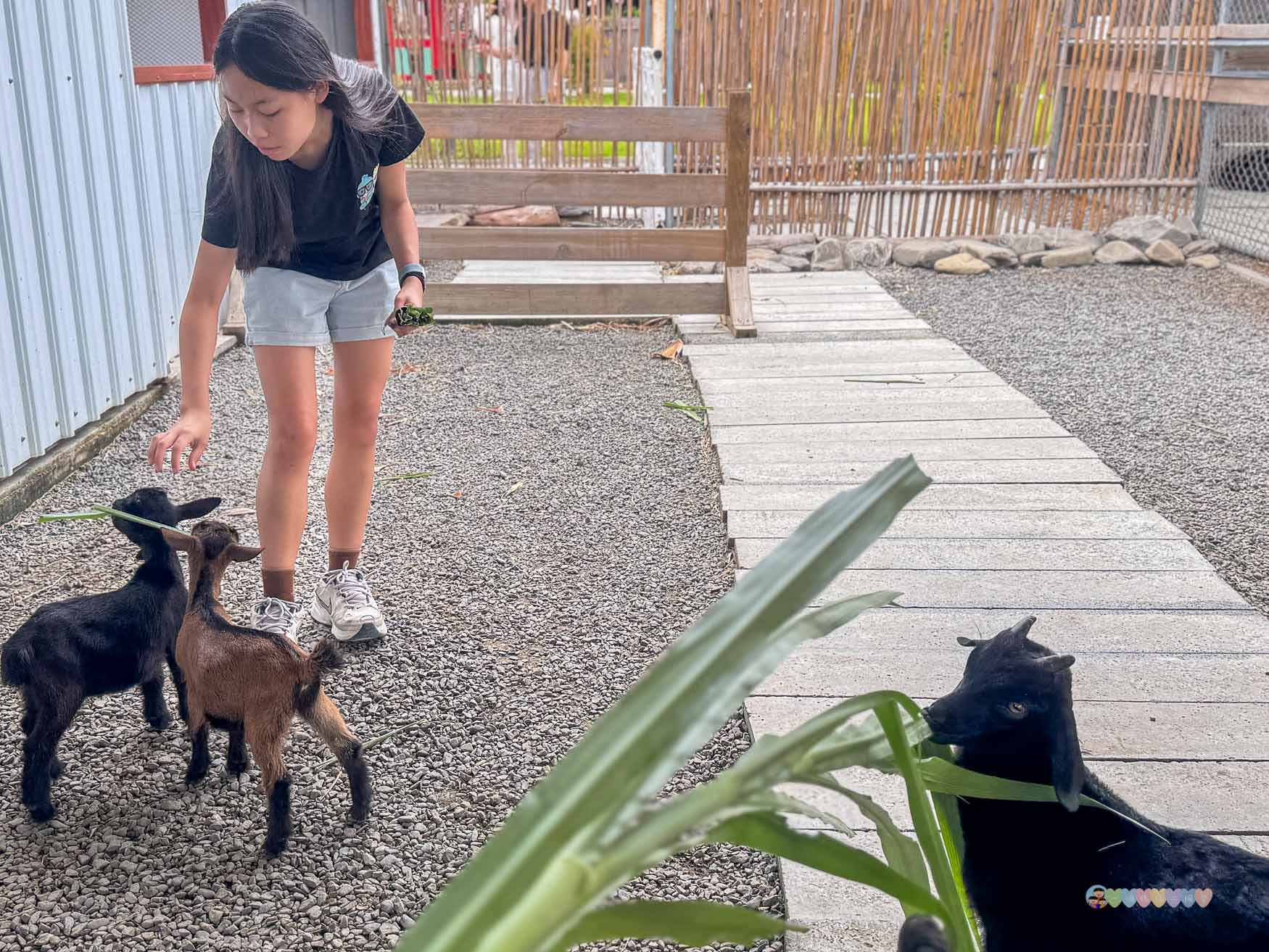 屏東|墾丁鹿ㄦ島水豚生態園區》全台唯一水豚共游,超可愛侏儒羊、日式鳥居好好拍。 - 第30張圖