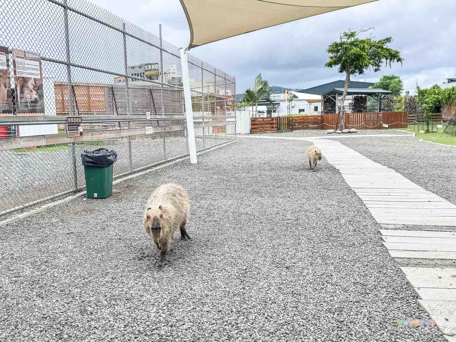屏東|墾丁鹿ㄦ島水豚生態園區》全台唯一水豚共游,超可愛侏儒羊、日式鳥居好好拍。 - 第21張圖