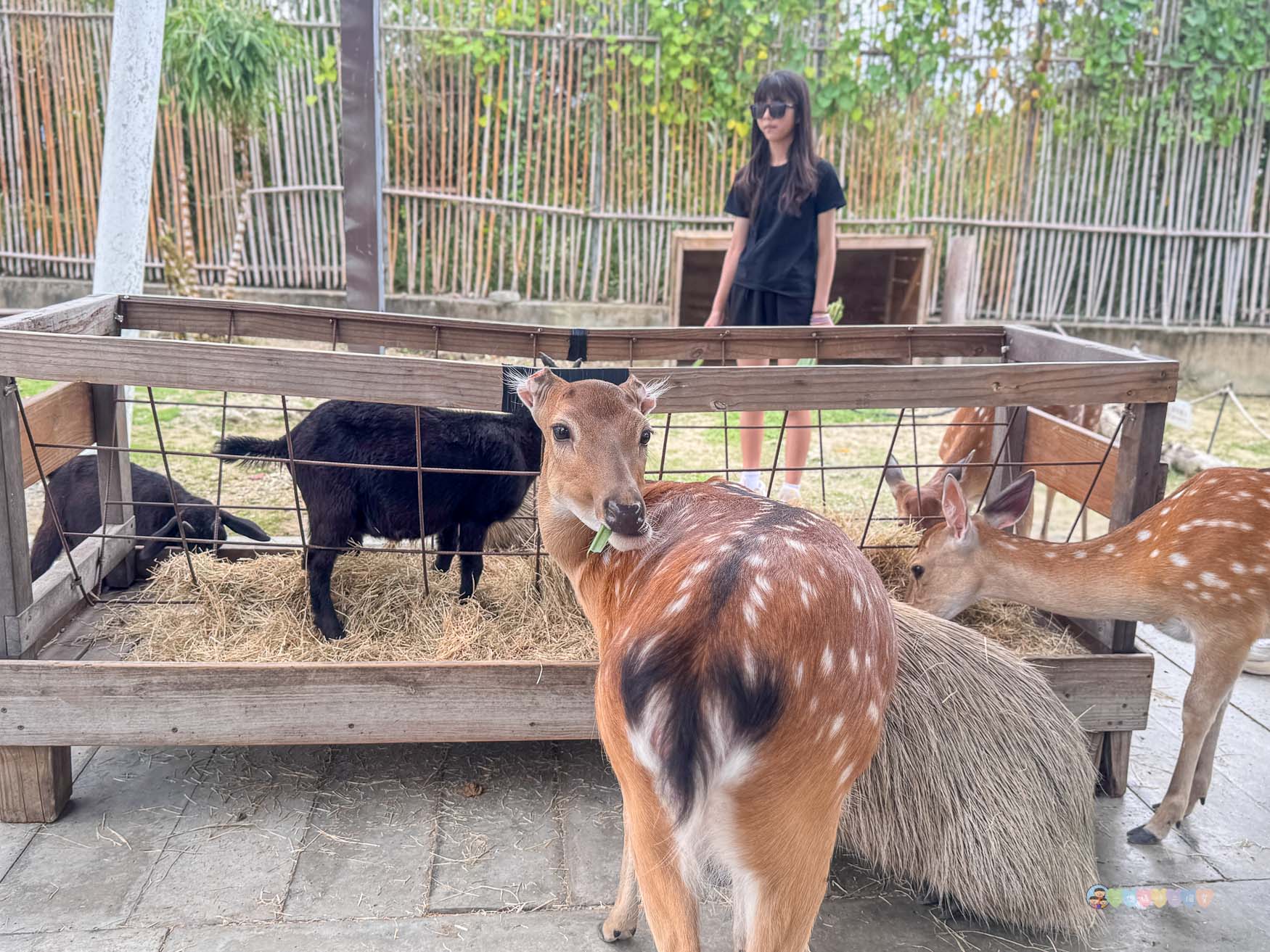 屏東|墾丁鹿ㄦ島水豚生態園區》全台唯一水豚共游,超可愛侏儒羊、日式鳥居好好拍。 - 第32張圖