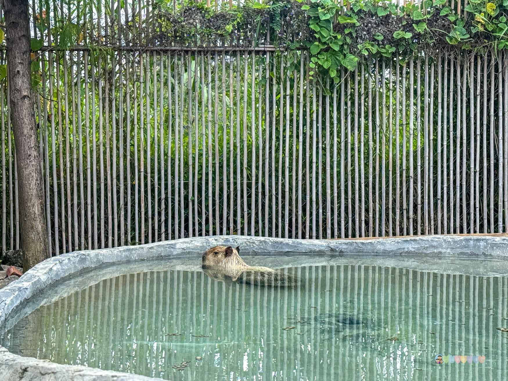 屏東|墾丁鹿ㄦ島水豚生態園區》全台唯一水豚共游,超可愛侏儒羊、日式鳥居好好拍。 - 第22張圖