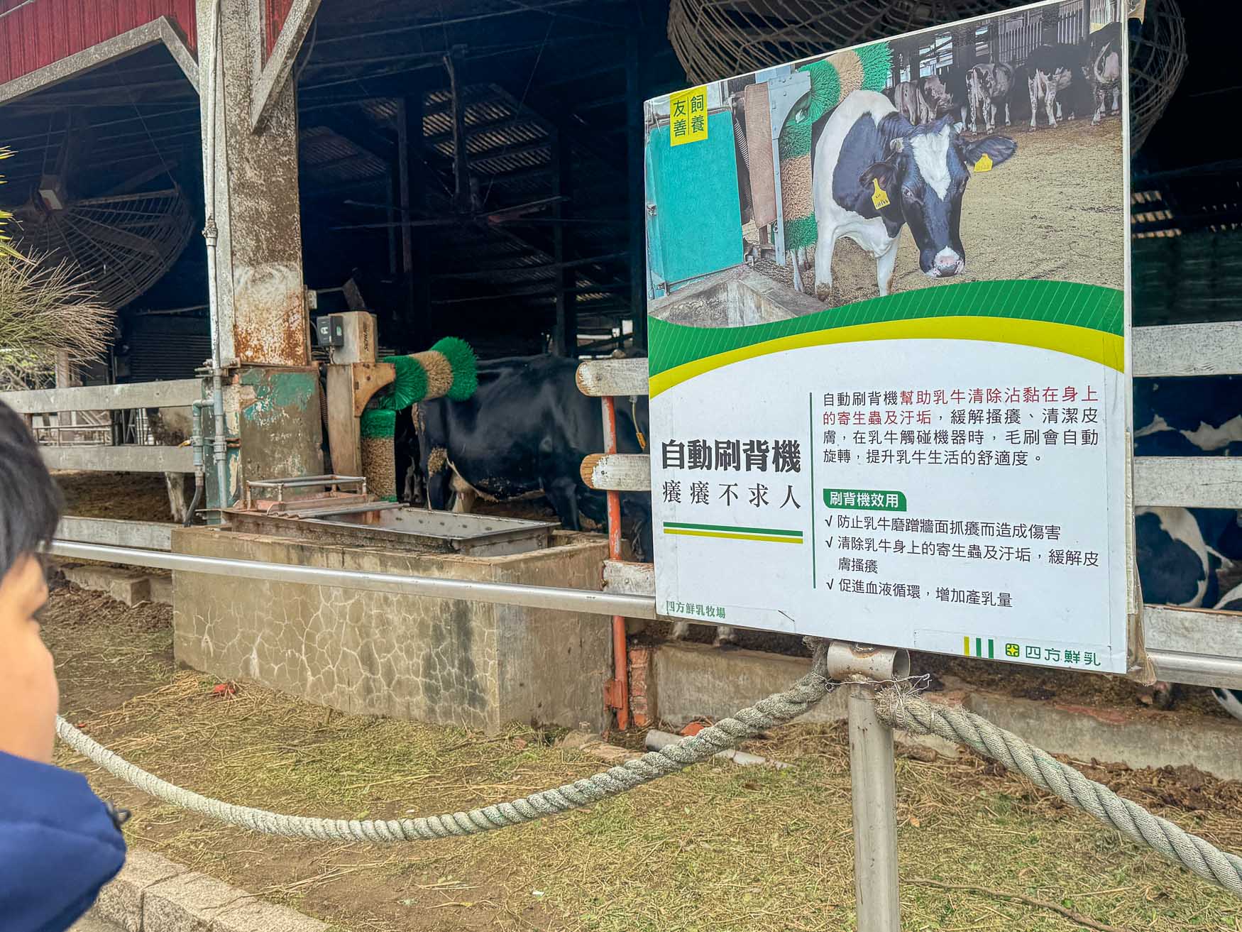 苗栗|四方鮮乳牧場》2025門票資訊,大型滑草區、草皮活動區、鮮乳饅頭、鮮乳冰淇淋。 - 第10張圖