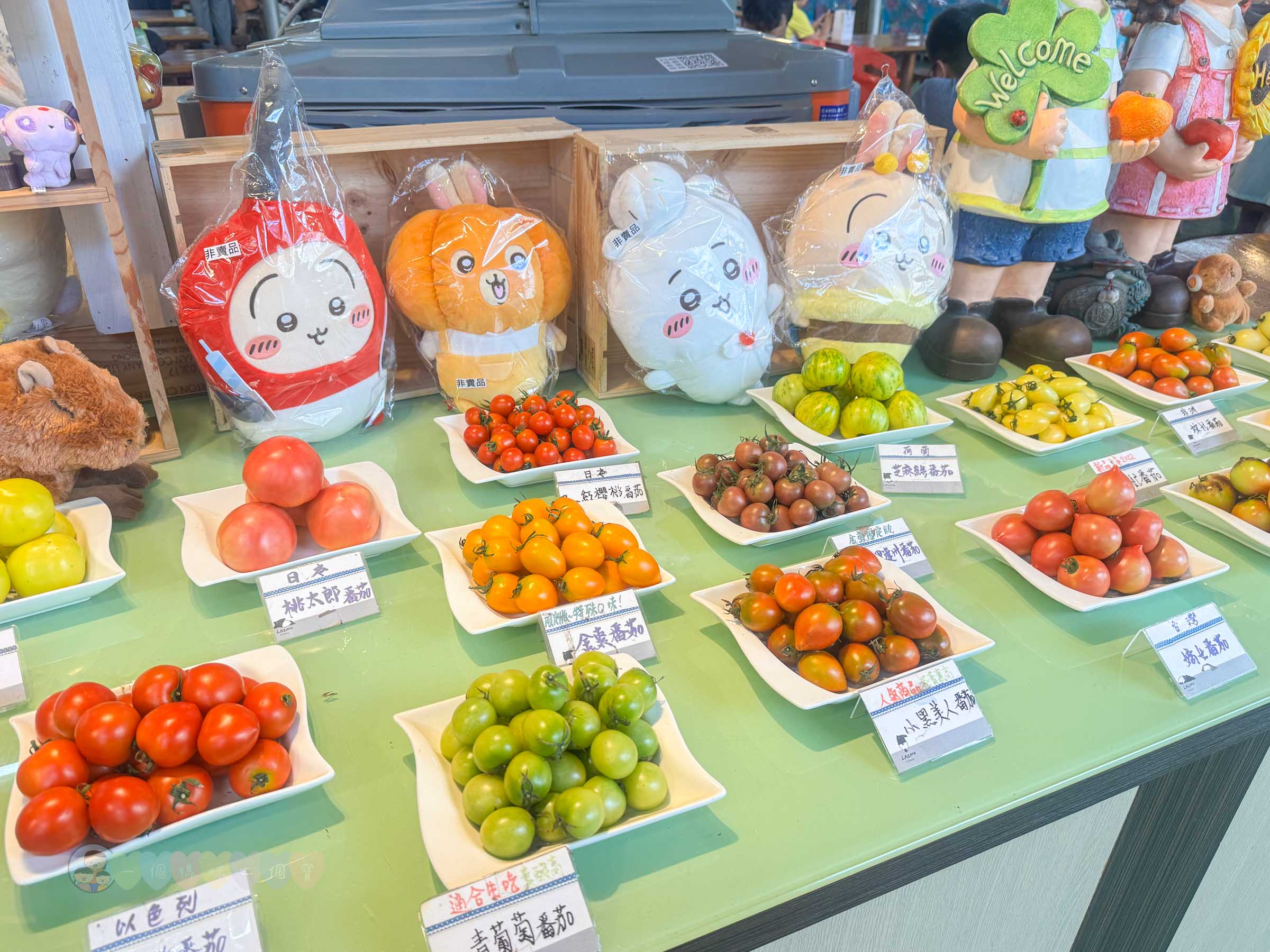 新竹|金勇番茄農場》免門票景點,世界各國番茄聯合國,採番茄,搗麻糬、diy體驗。 - 第12張圖