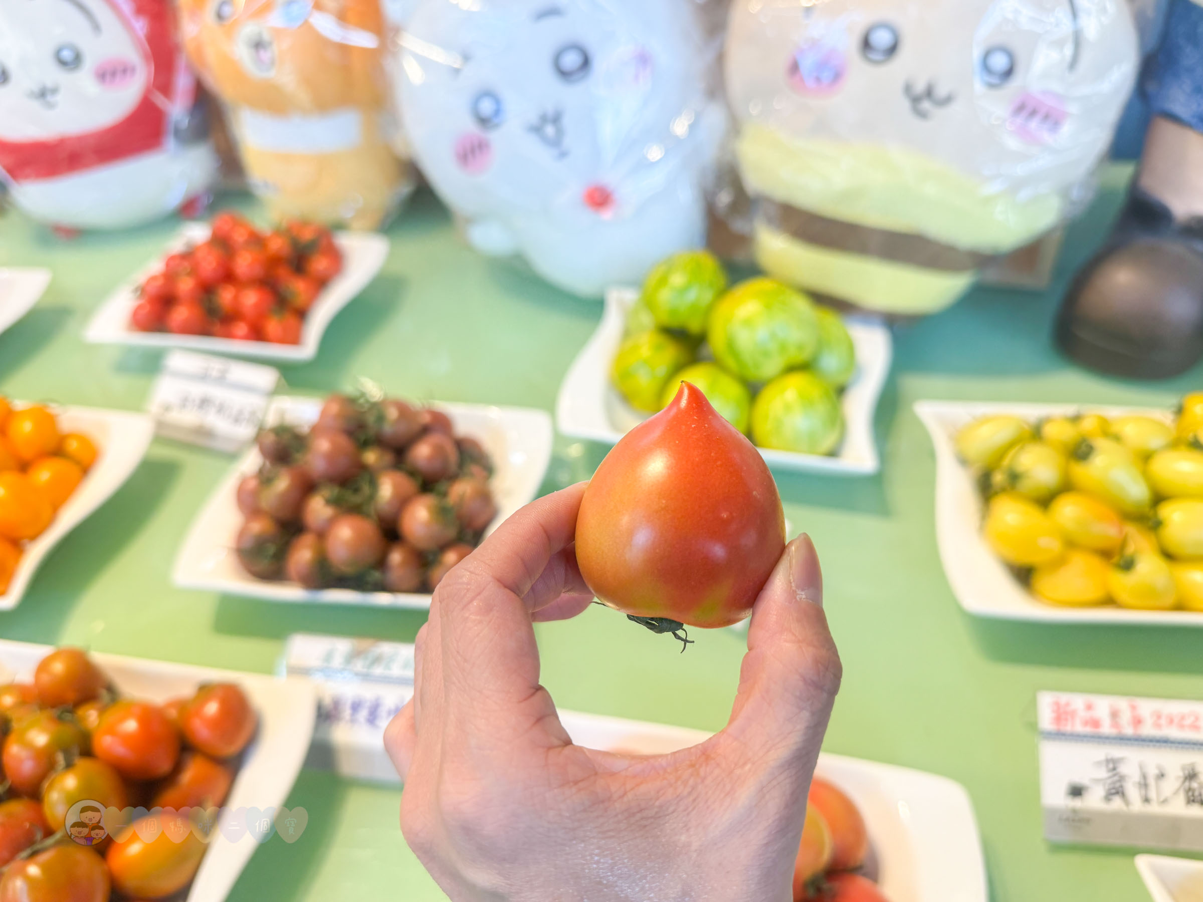 新竹|金勇番茄農場》免門票景點,世界各國番茄聯合國,採番茄,搗麻糬、diy體驗。 - 第13張圖