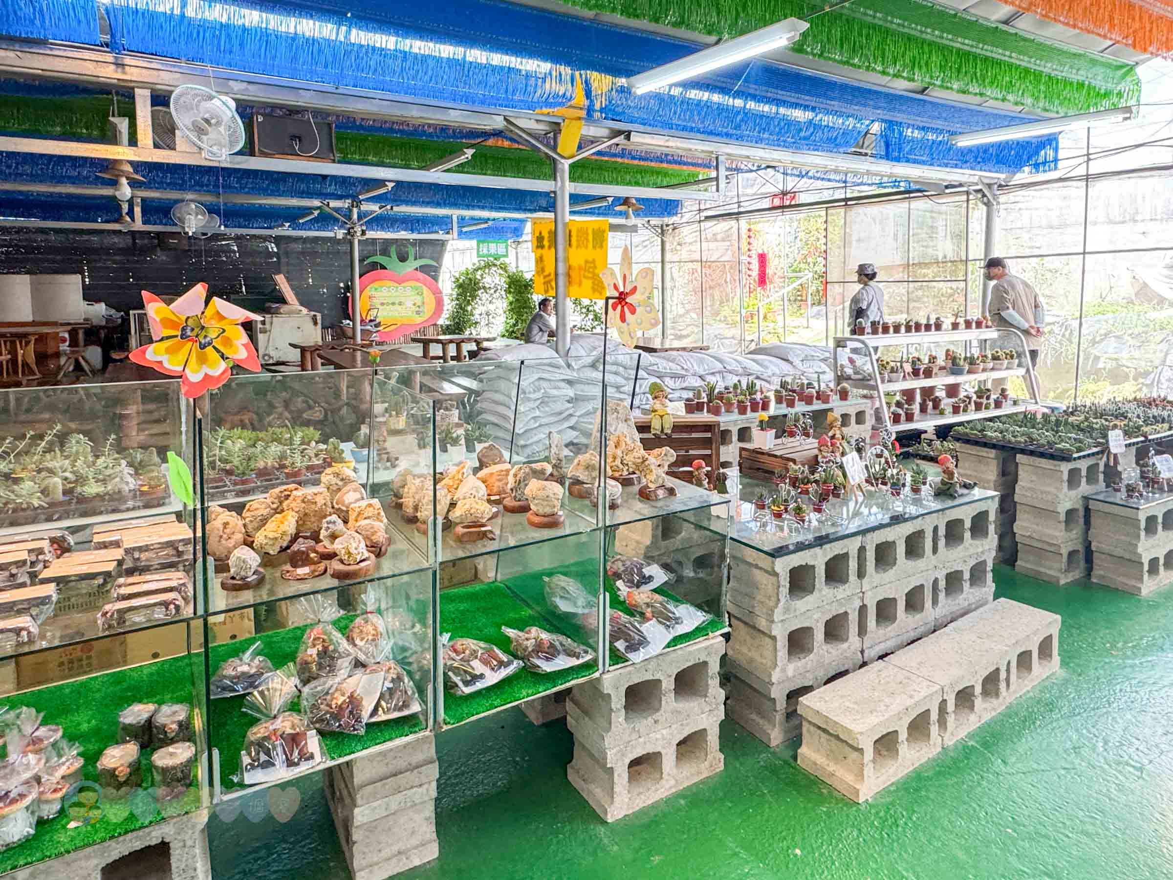 新竹|金勇番茄農場》免門票景點,世界各國番茄聯合國,採番茄,搗麻糬、diy體驗。 - 第34張圖