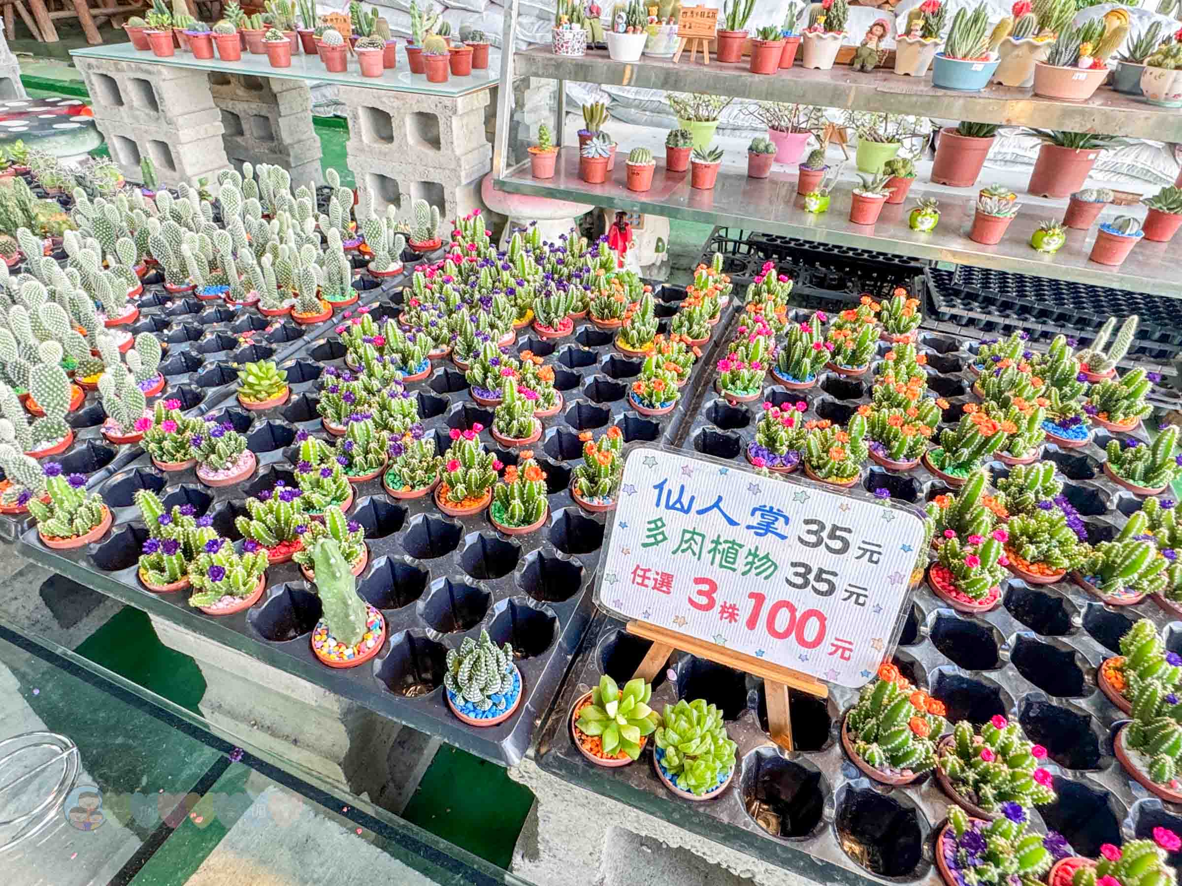 新竹|金勇番茄農場》免門票景點,世界各國番茄聯合國,採番茄,搗麻糬、diy體驗。 - 第32張圖