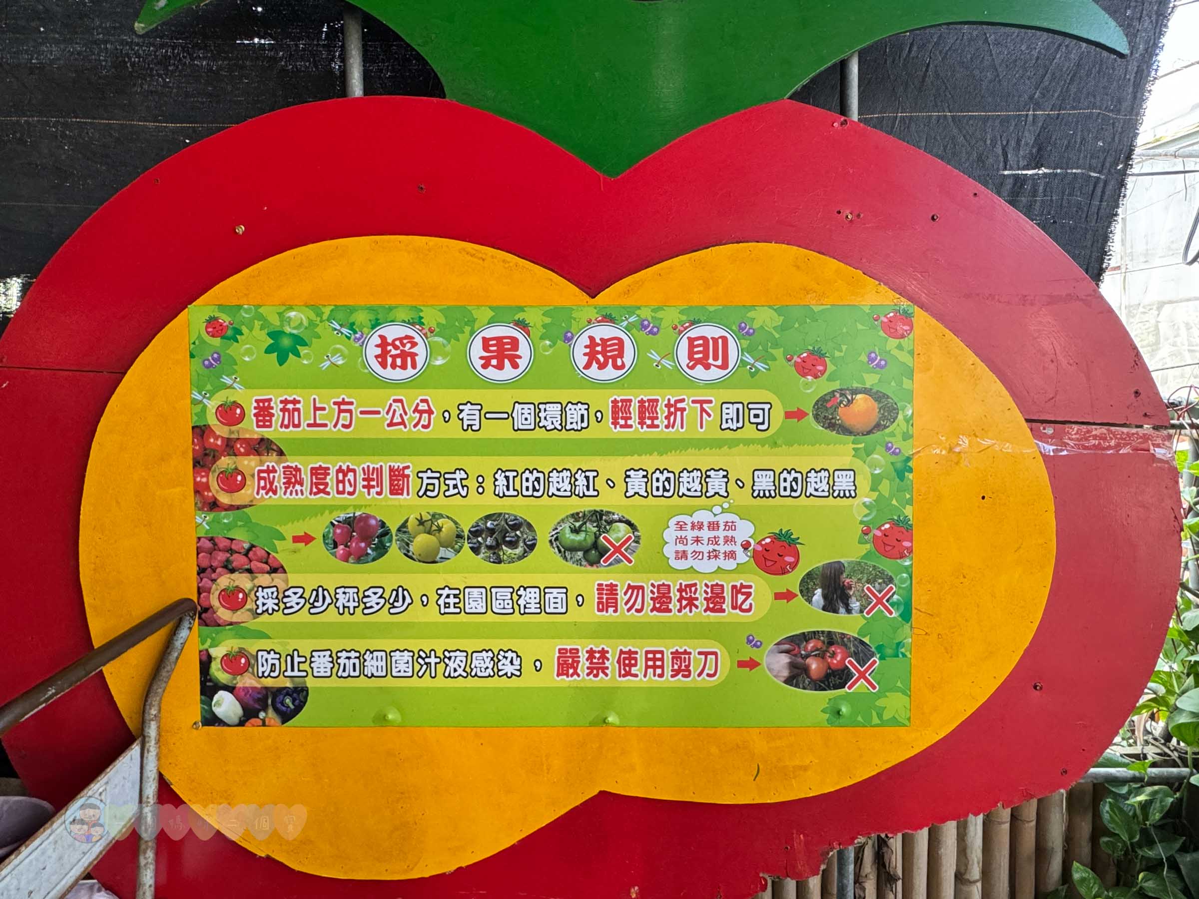 新竹|金勇番茄農場》免門票景點,世界各國番茄聯合國,採番茄,搗麻糬、diy體驗。 - 第36張圖