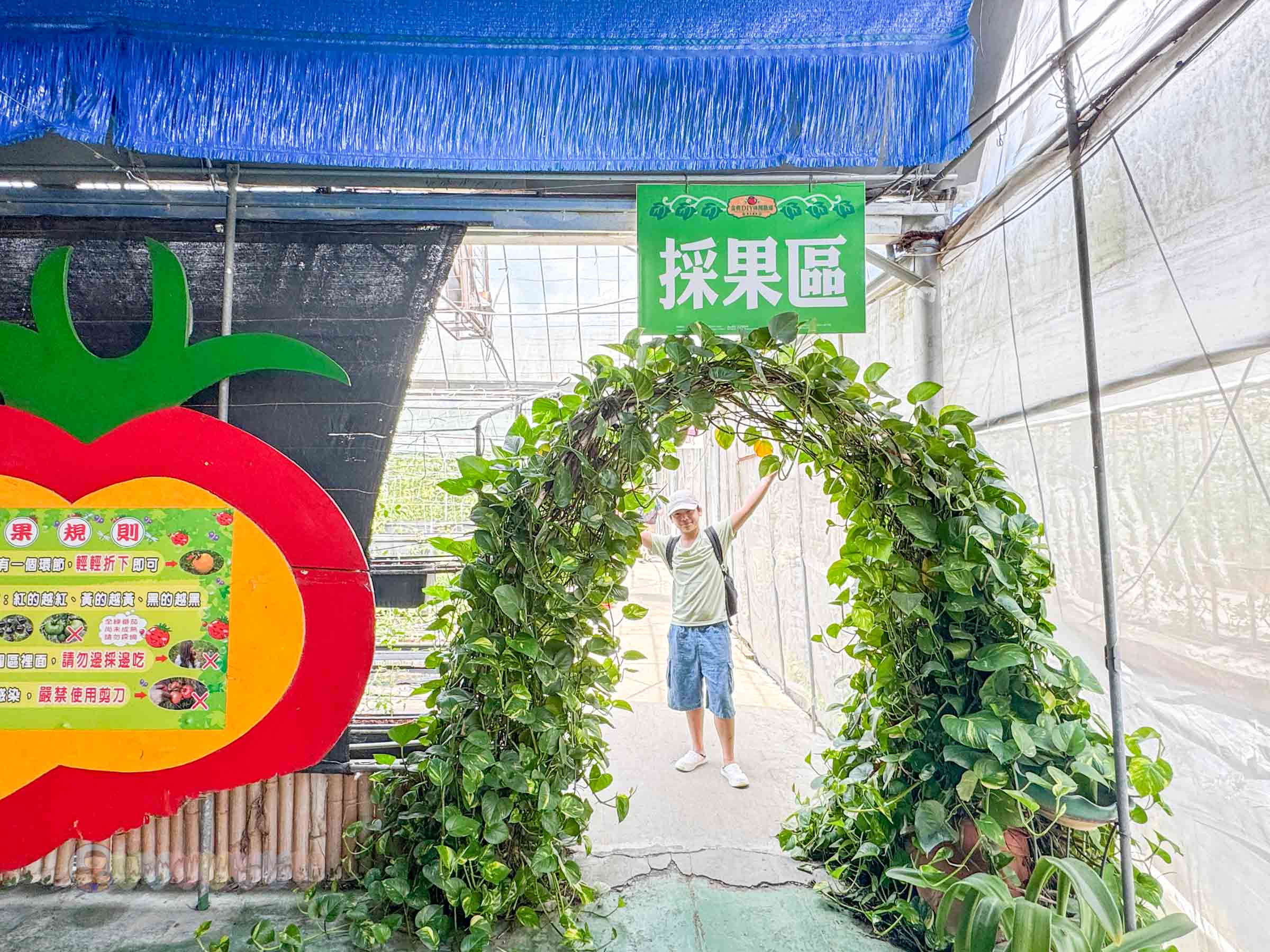 新竹|金勇番茄農場》免門票景點,世界各國番茄聯合國,採番茄,搗麻糬、diy體驗。 - 第37張圖