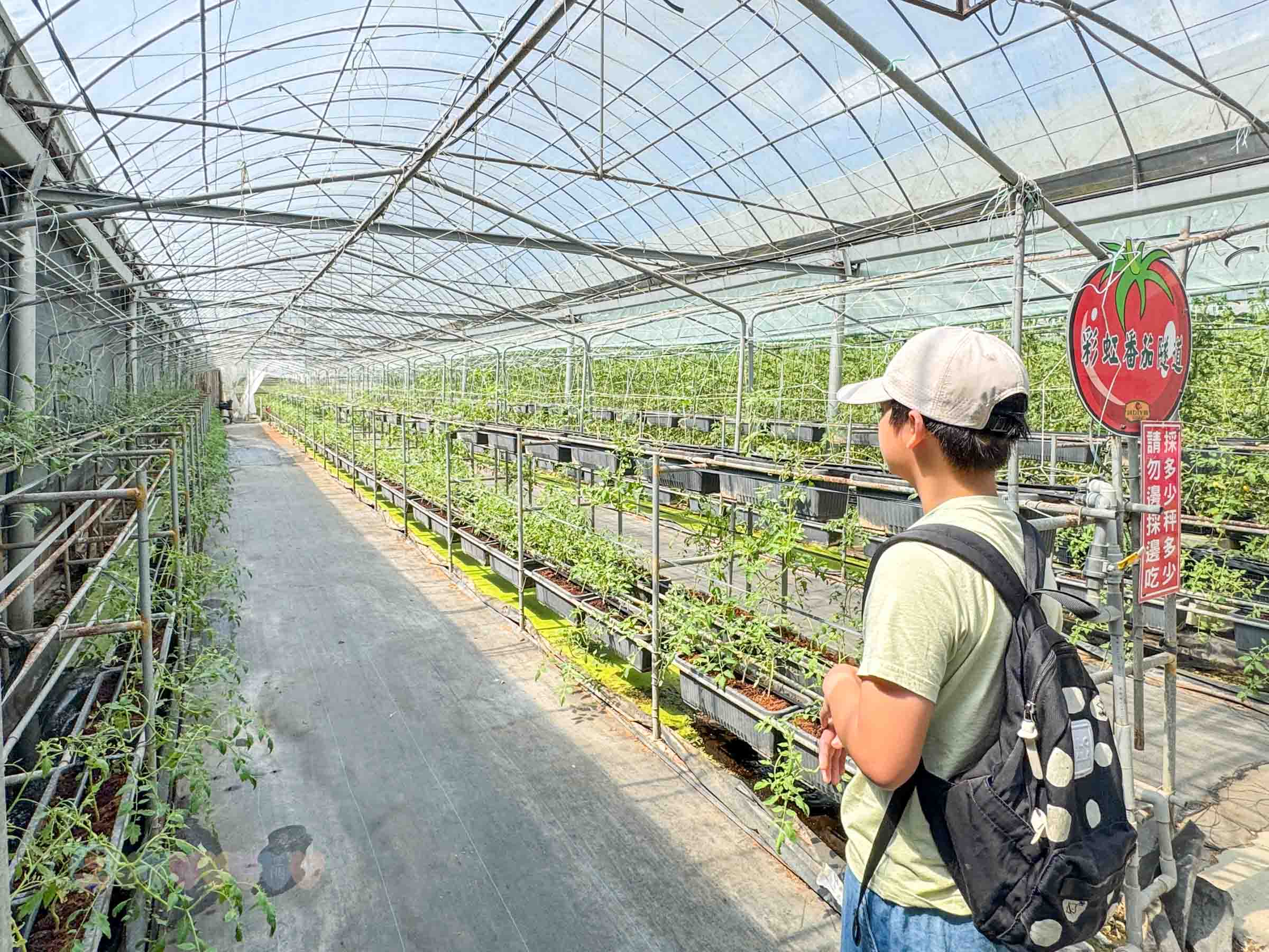 新竹|金勇番茄農場》免門票景點,世界各國番茄聯合國,採番茄,搗麻糬、diy體驗。 - 第38張圖