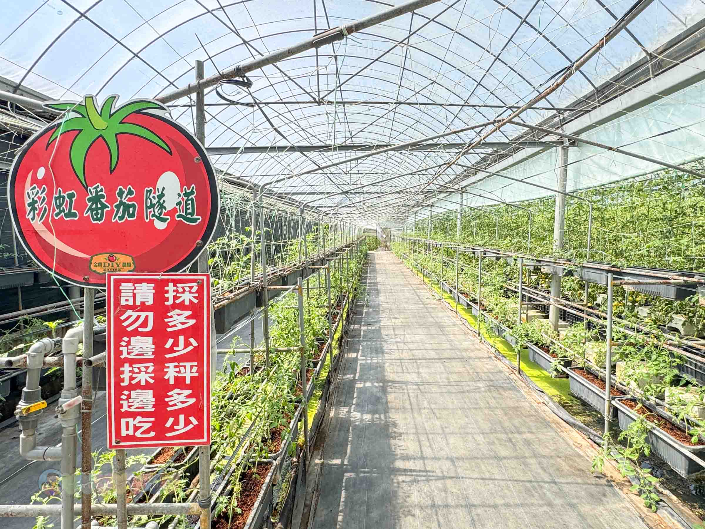 新竹|金勇番茄農場》免門票景點,世界各國番茄聯合國,採番茄,搗麻糬、diy體驗。 - 第39張圖