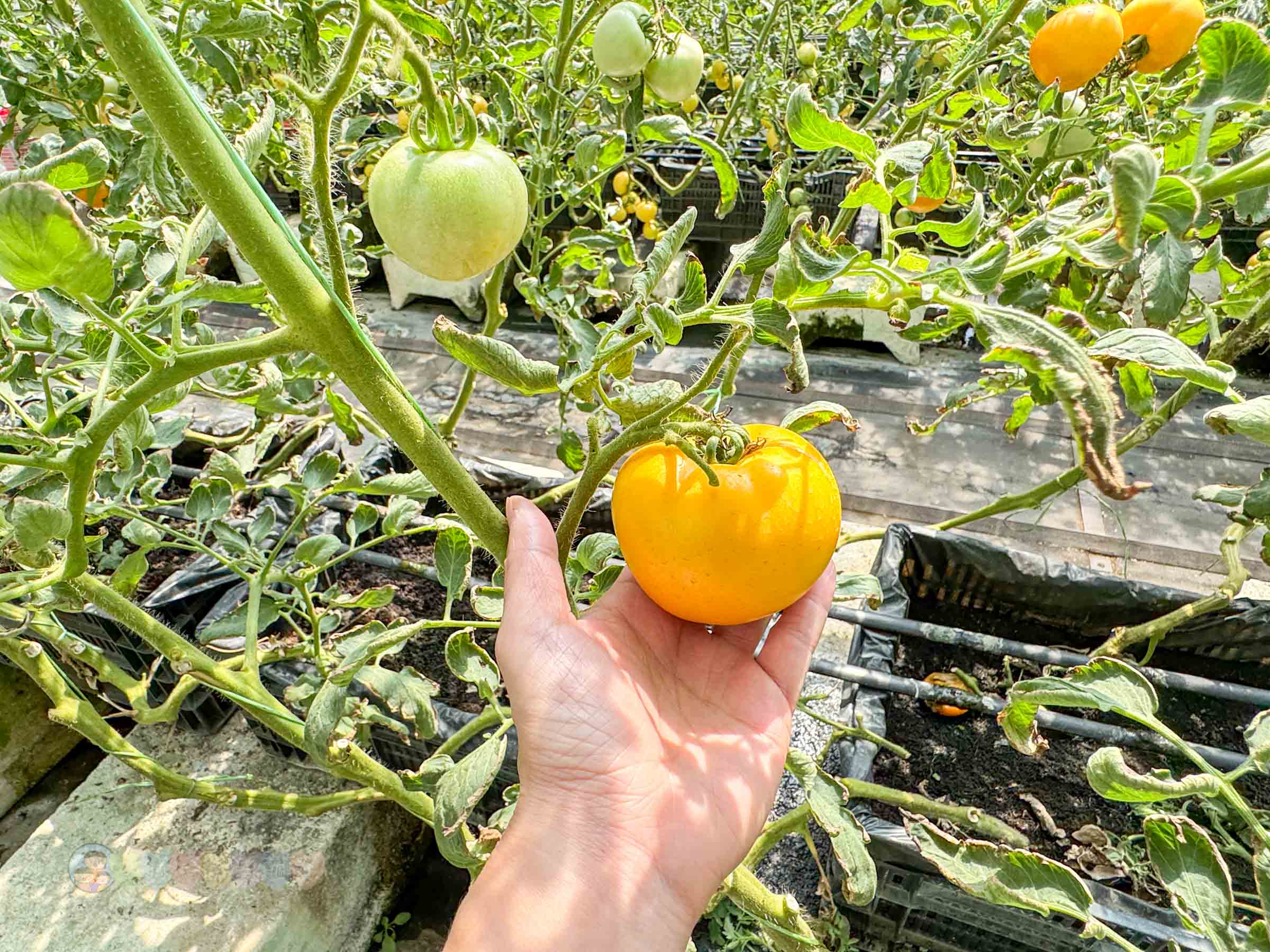 新竹|金勇番茄農場》免門票景點,世界各國番茄聯合國,採番茄,搗麻糬、diy體驗。 - 第40張圖