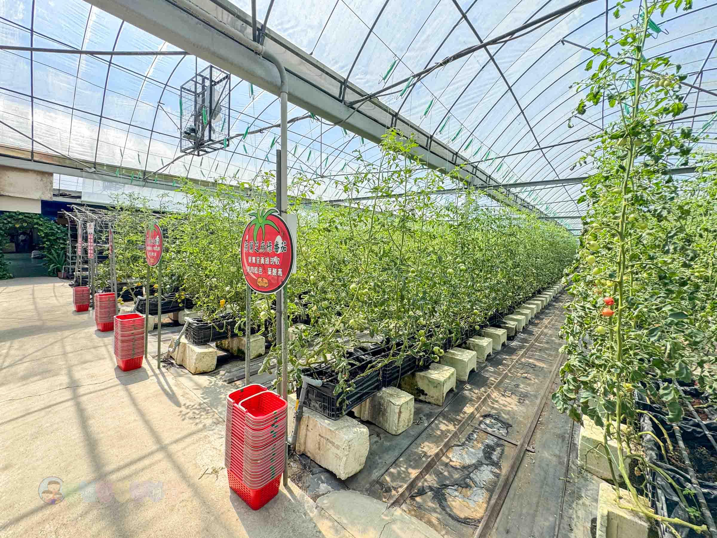 新竹|金勇番茄農場》免門票景點,世界各國番茄聯合國,採番茄,搗麻糬、diy體驗。 - 第42張圖