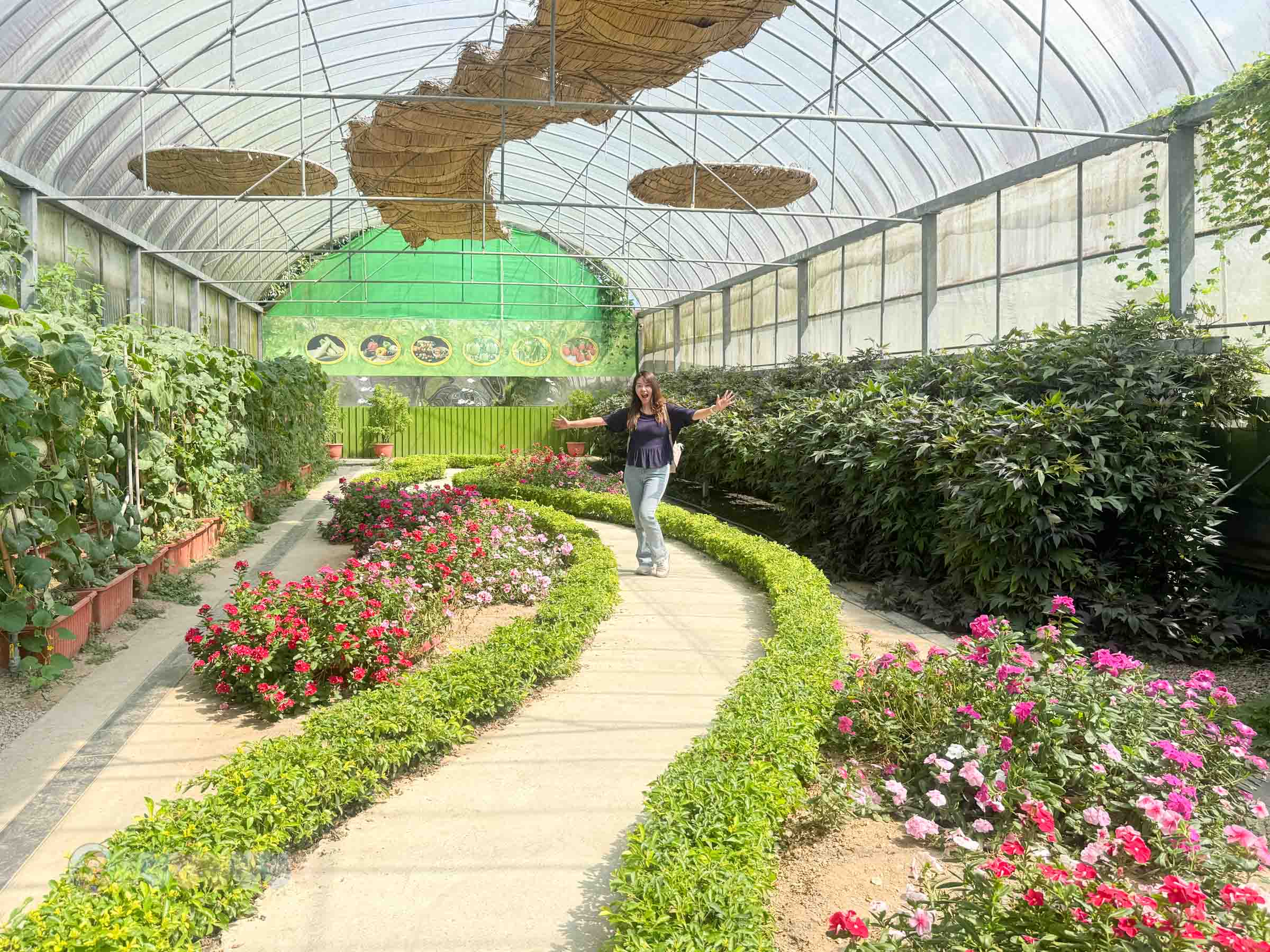 新竹|金勇番茄農場》免門票景點,世界各國番茄聯合國,採番茄,搗麻糬、diy體驗。 - 第48張圖