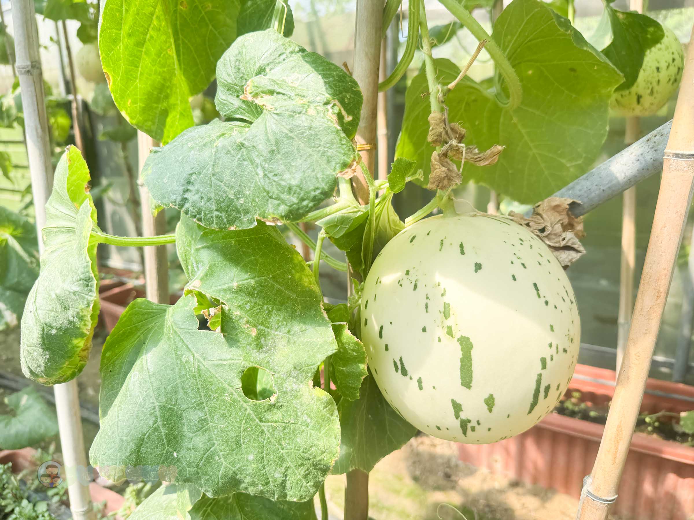 新竹|金勇番茄農場》免門票景點,世界各國番茄聯合國,採番茄,搗麻糬、diy體驗。 - 第49張圖