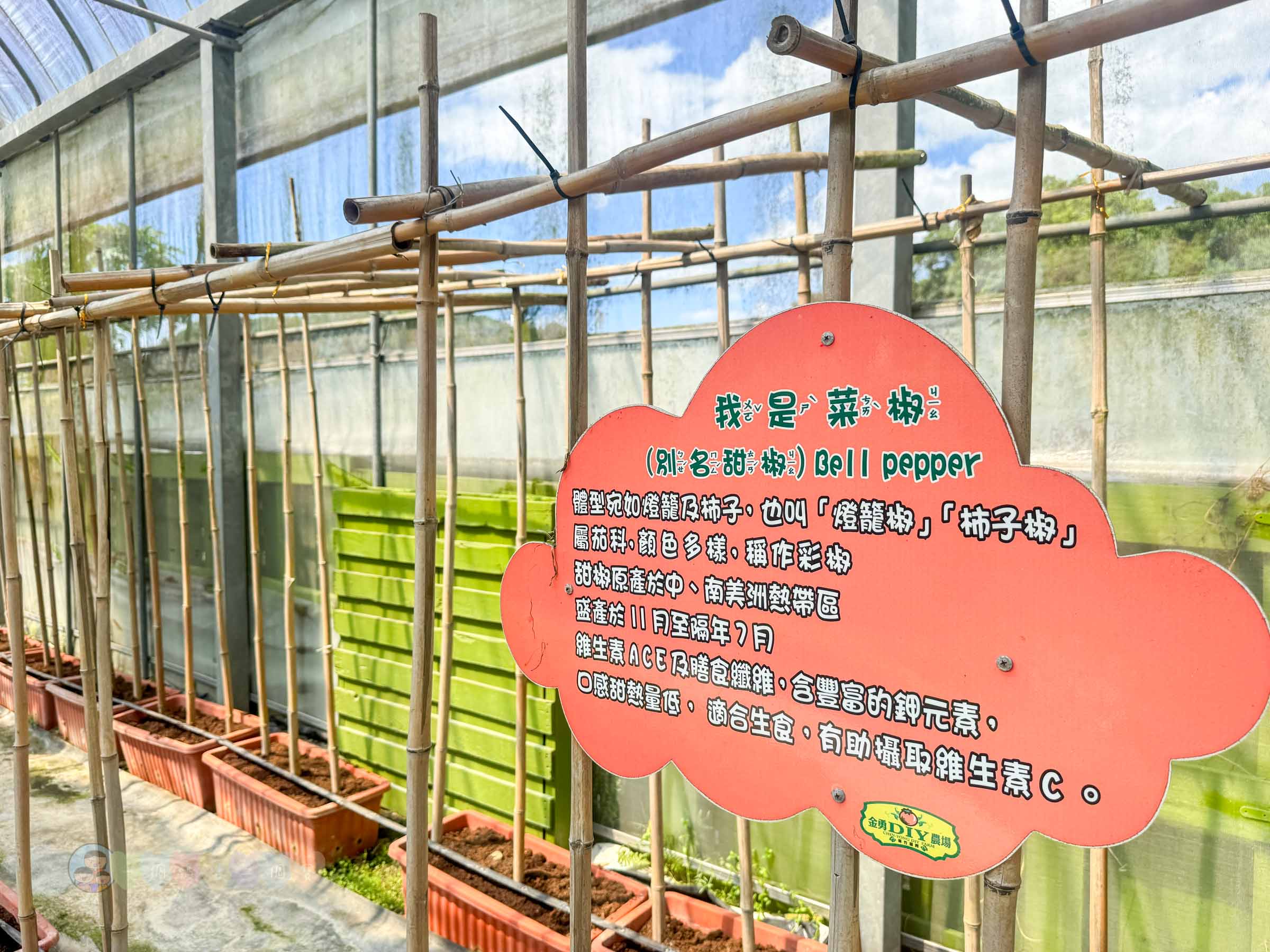 新竹|金勇番茄農場》免門票景點,世界各國番茄聯合國,採番茄,搗麻糬、diy體驗。 - 第51張圖