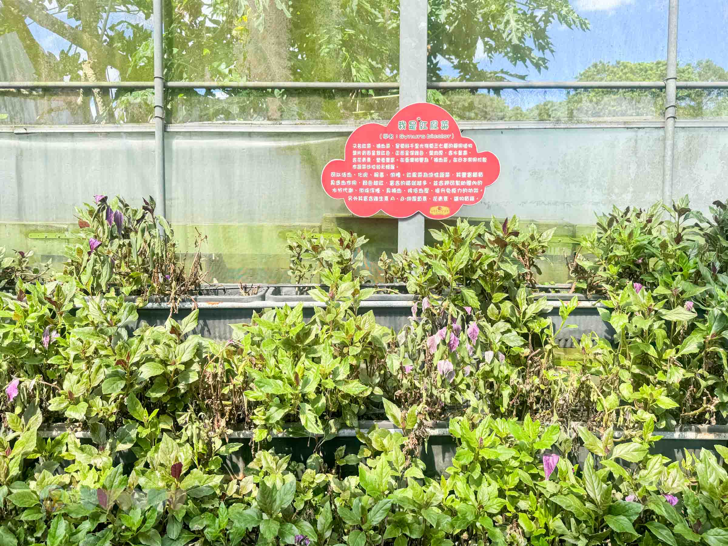 新竹|金勇番茄農場》免門票景點,世界各國番茄聯合國,採番茄,搗麻糬、diy體驗。 - 第50張圖