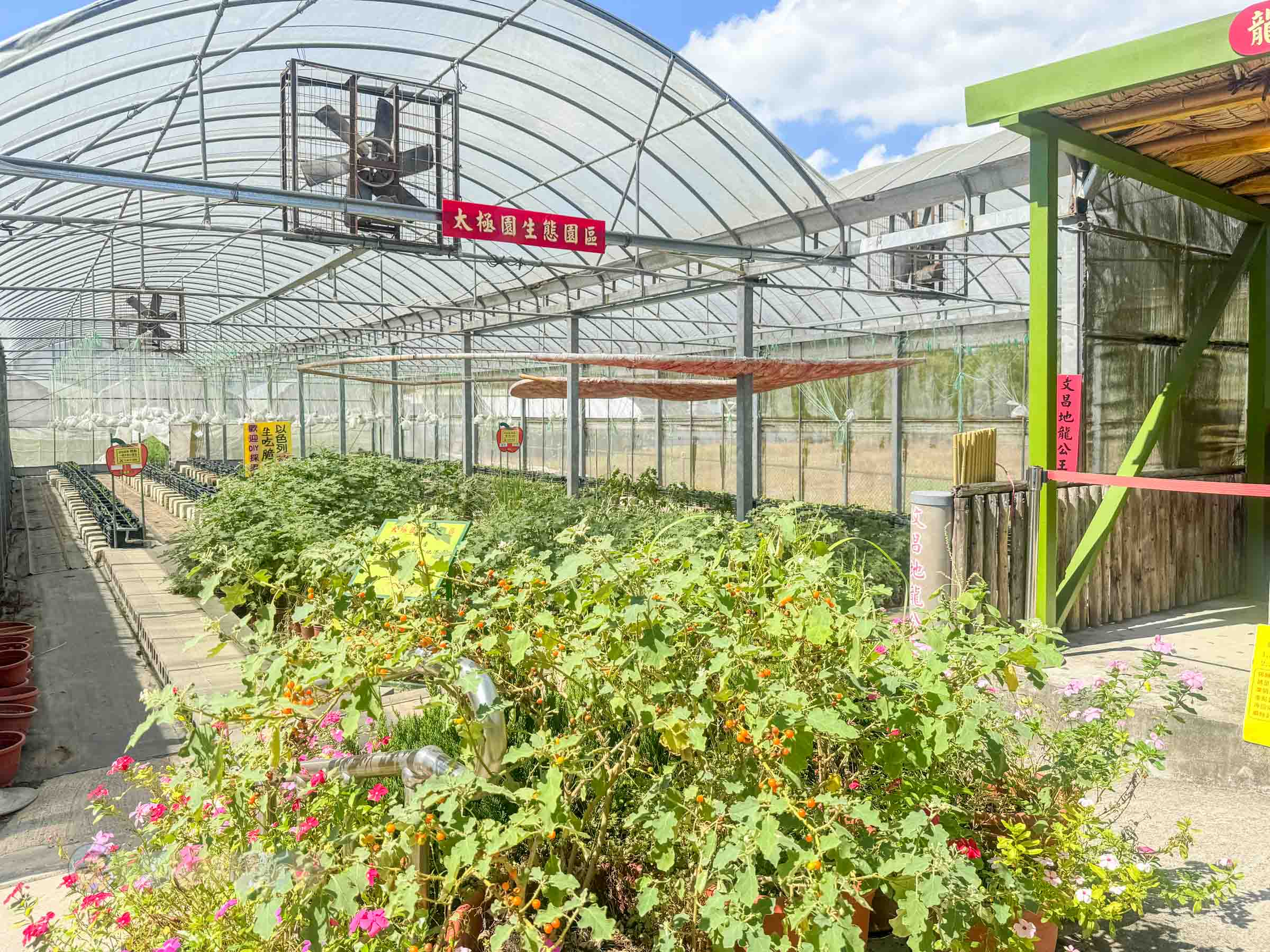 新竹|金勇番茄農場》免門票景點,世界各國番茄聯合國,採番茄,搗麻糬、diy體驗。 - 第54張圖