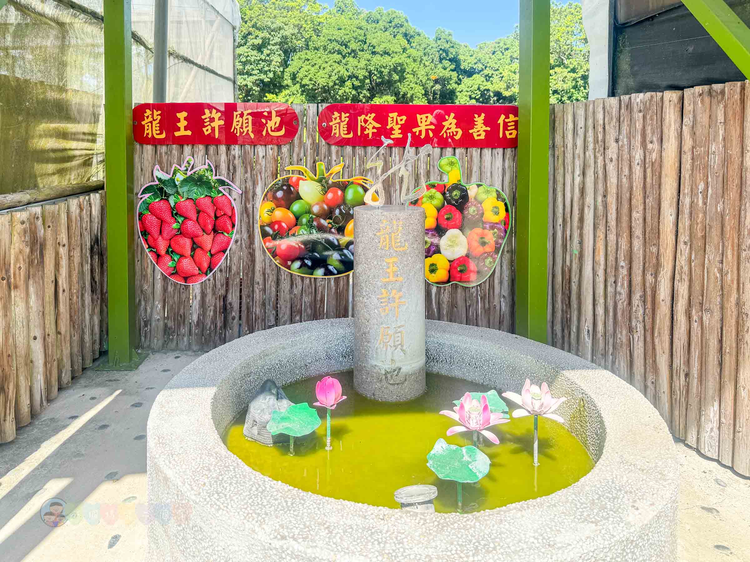 新竹|金勇番茄農場》免門票景點,世界各國番茄聯合國,採番茄,搗麻糬、diy體驗。 - 第59張圖