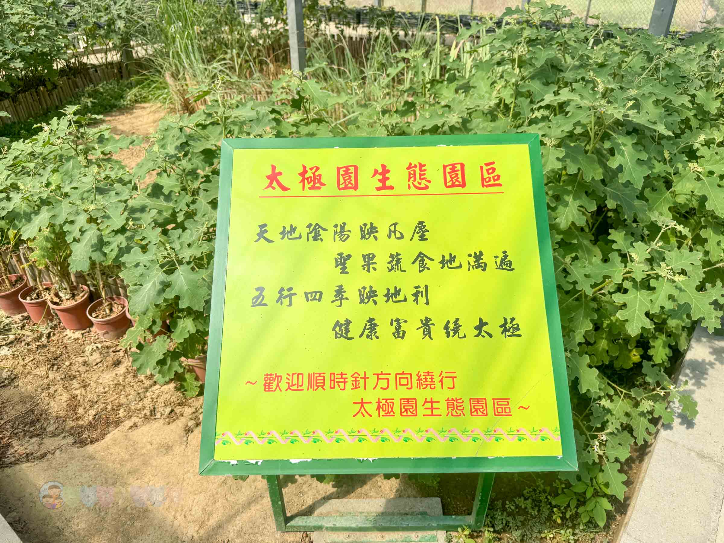 新竹|金勇番茄農場》免門票景點,世界各國番茄聯合國,採番茄,搗麻糬、diy體驗。 - 第55張圖