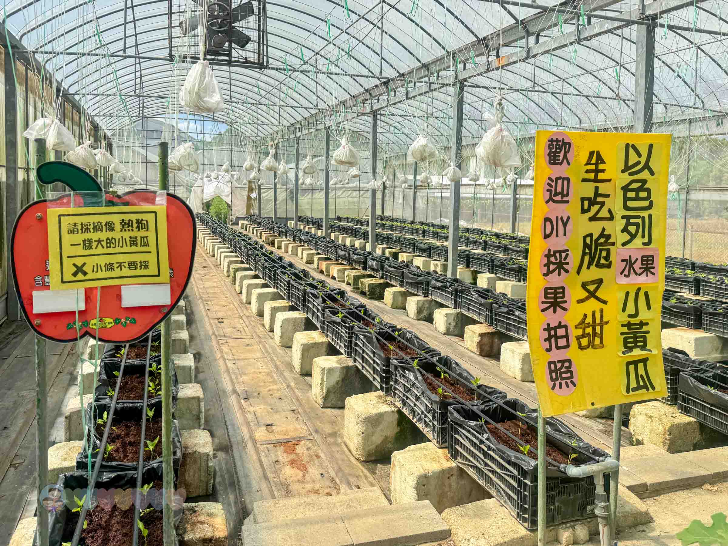 新竹|金勇番茄農場》免門票景點,世界各國番茄聯合國,採番茄,搗麻糬、diy體驗。 - 第52張圖