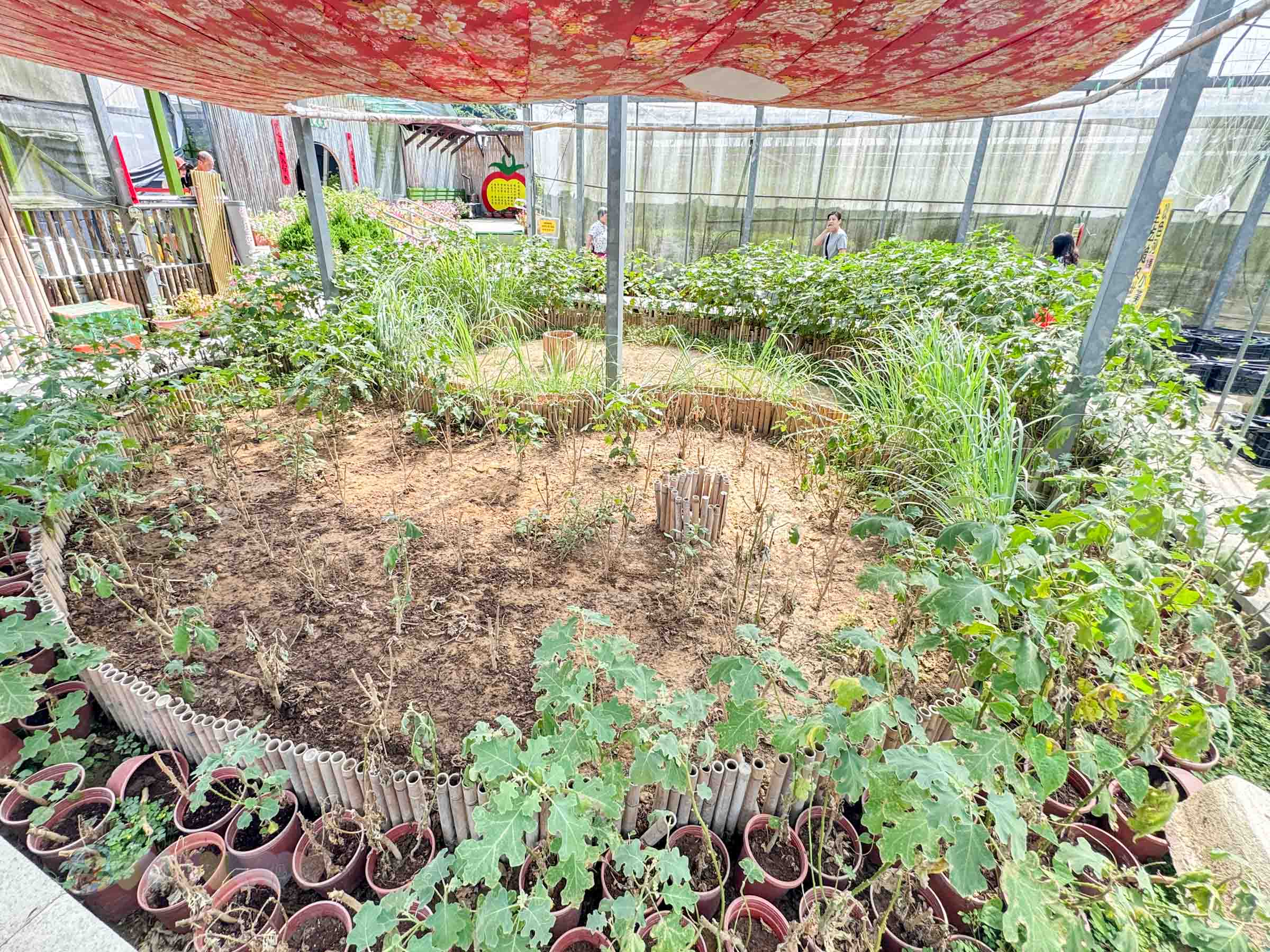 新竹|金勇番茄農場》免門票景點,世界各國番茄聯合國,採番茄,搗麻糬、diy體驗。 - 第56張圖