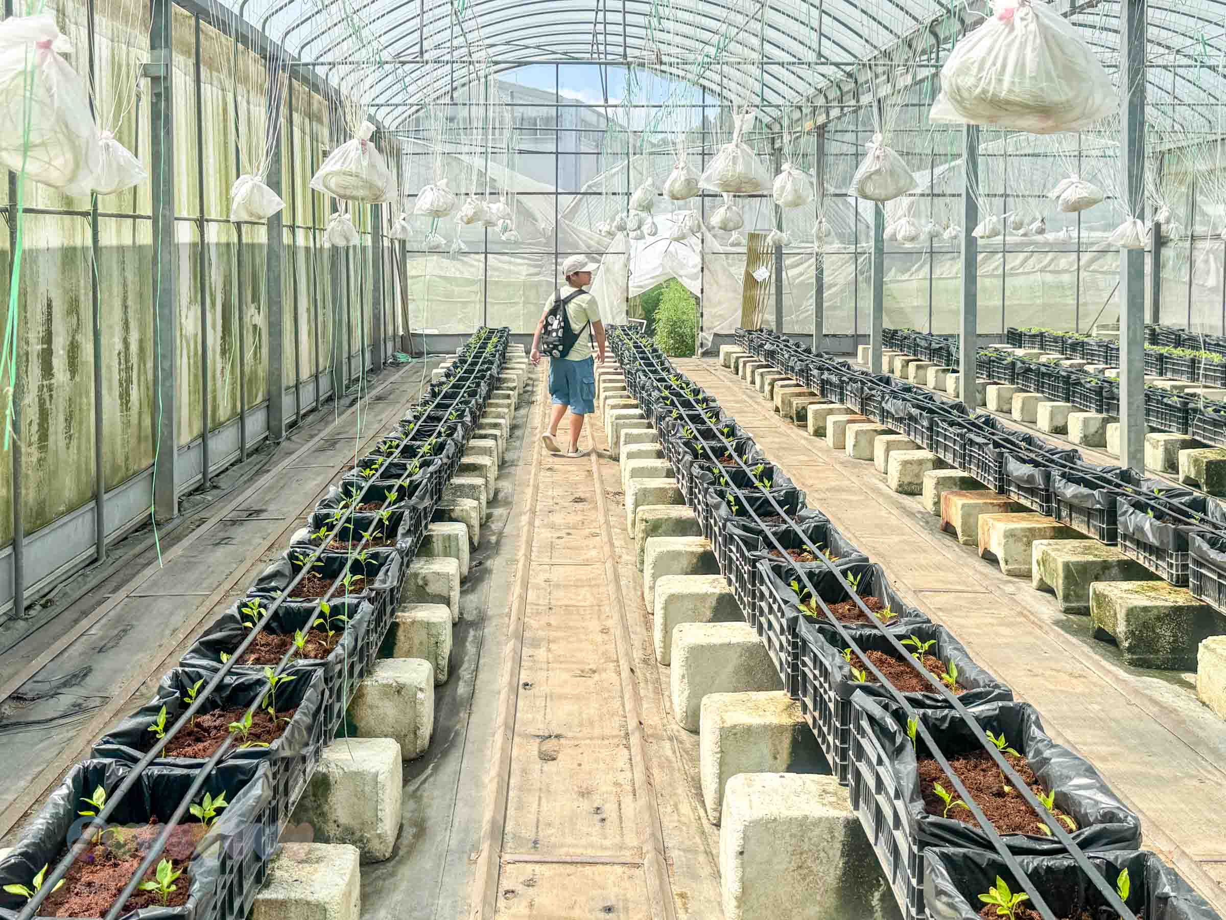 新竹|金勇番茄農場》免門票景點,世界各國番茄聯合國,採番茄,搗麻糬、diy體驗。 - 第53張圖