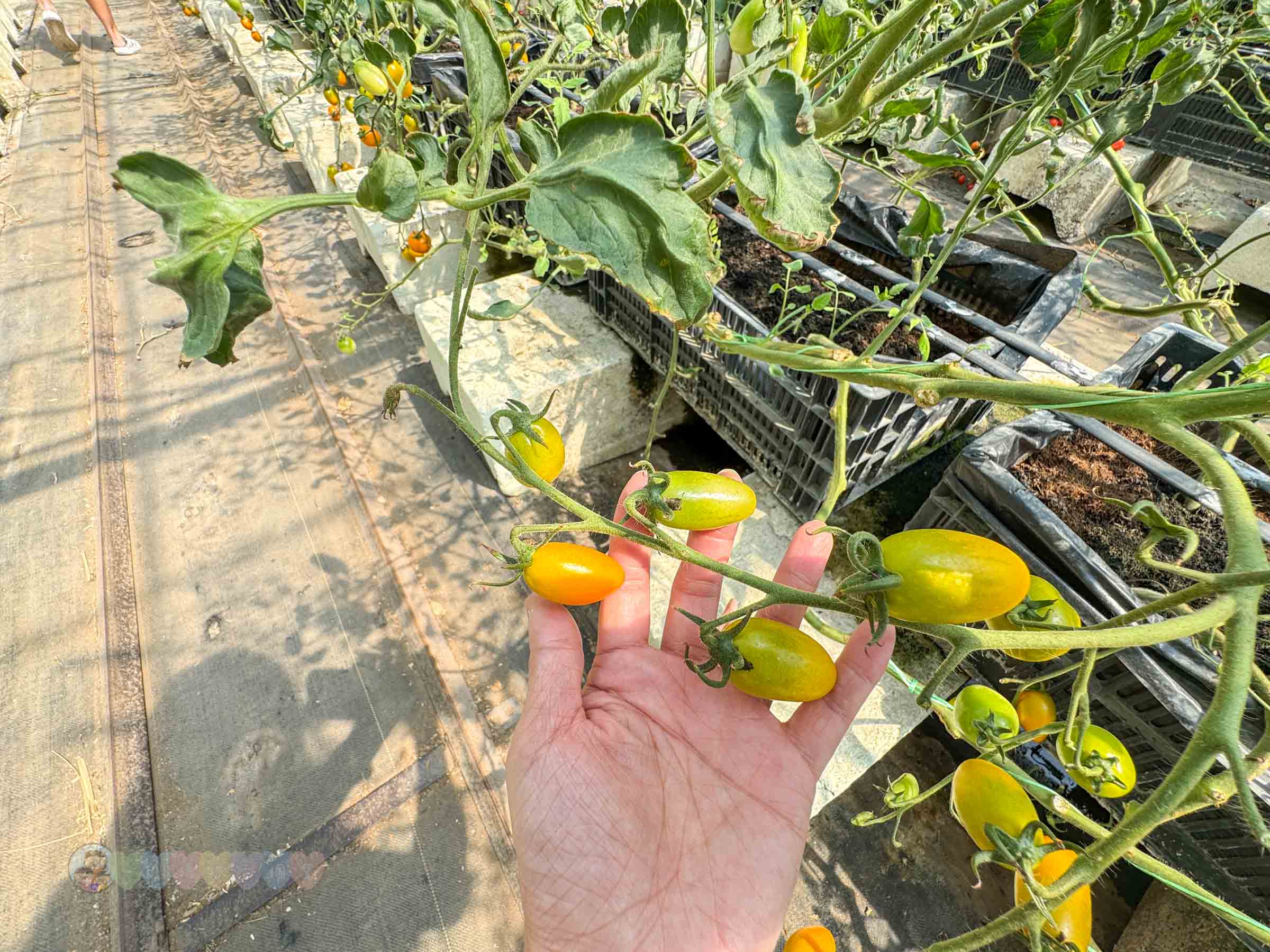 新竹|金勇番茄農場》免門票景點,世界各國番茄聯合國,採番茄,搗麻糬、diy體驗。 - 第45張圖