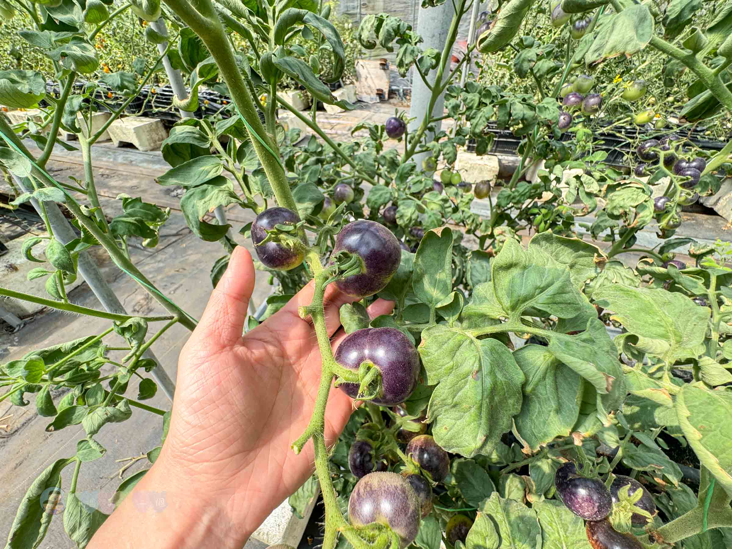 新竹|金勇番茄農場》免門票景點,世界各國番茄聯合國,採番茄,搗麻糬、diy體驗。 - 第41張圖