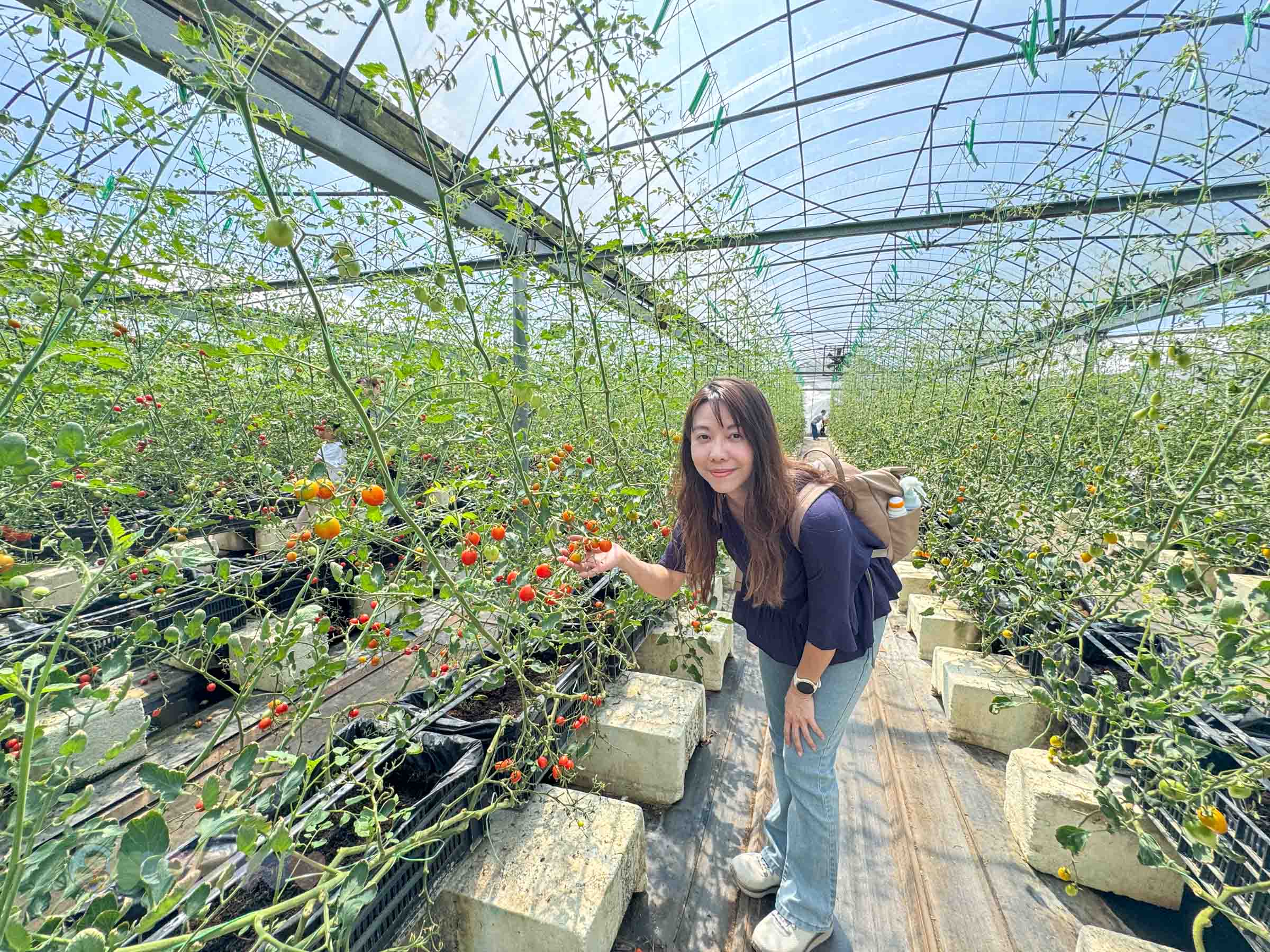 新竹|金勇番茄農場》免門票景點,世界各國番茄聯合國,採番茄,搗麻糬、diy體驗。 - 第43張圖