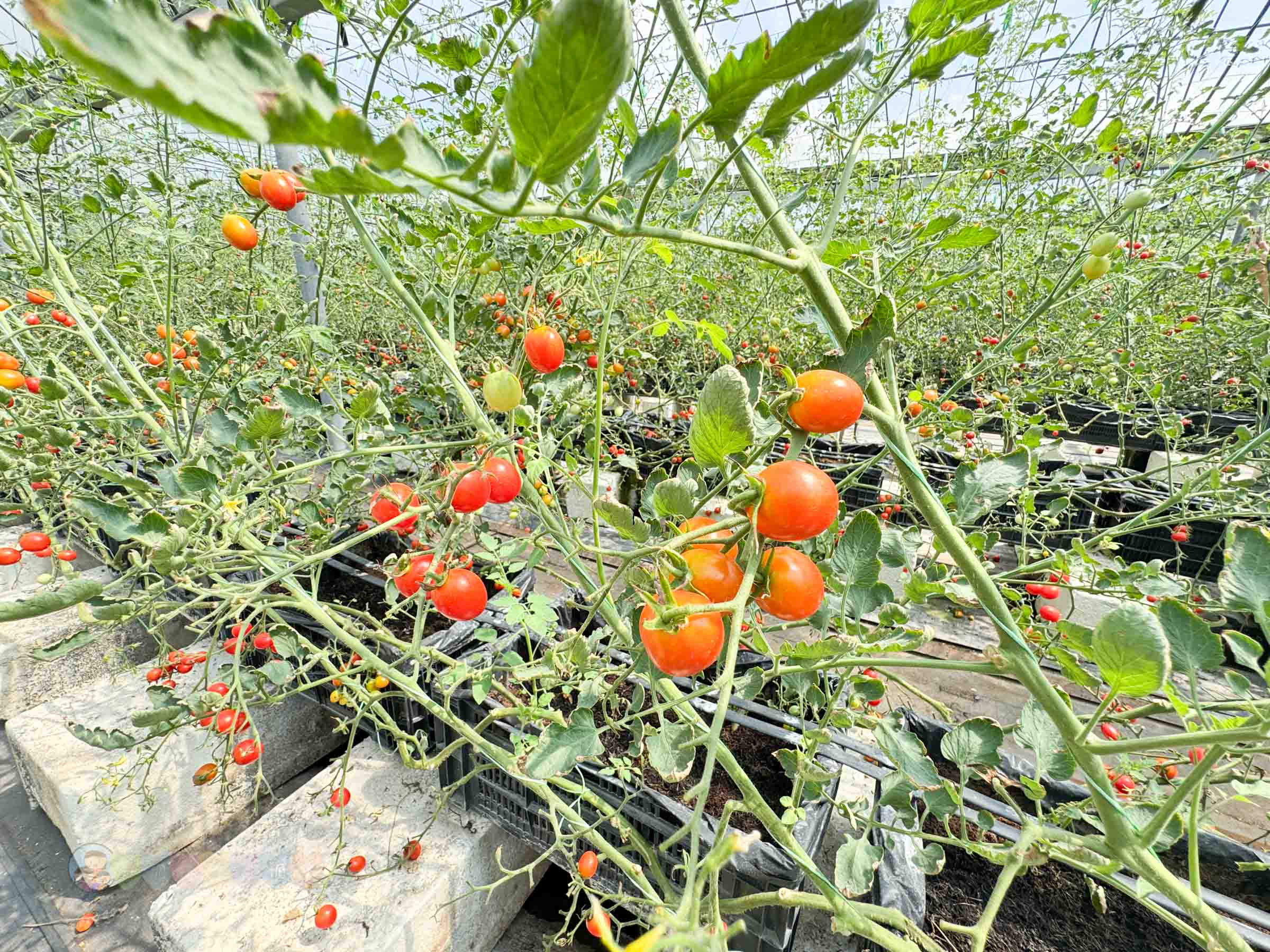 新竹|金勇番茄農場》免門票景點,世界各國番茄聯合國,採番茄,搗麻糬、diy體驗。 - 第46張圖