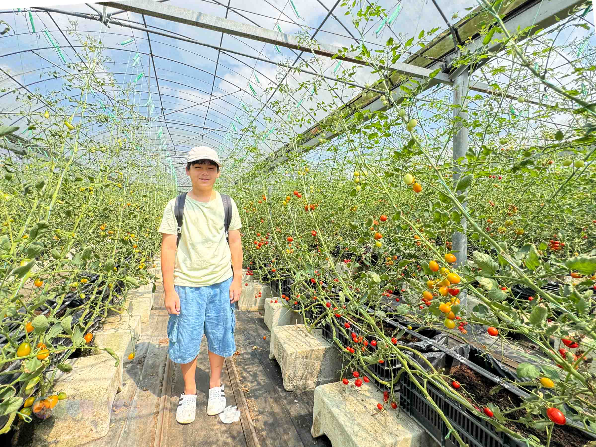 新竹|金勇番茄農場》免門票景點,世界各國番茄聯合國,採番茄,搗麻糬、diy體驗。 - 第44張圖