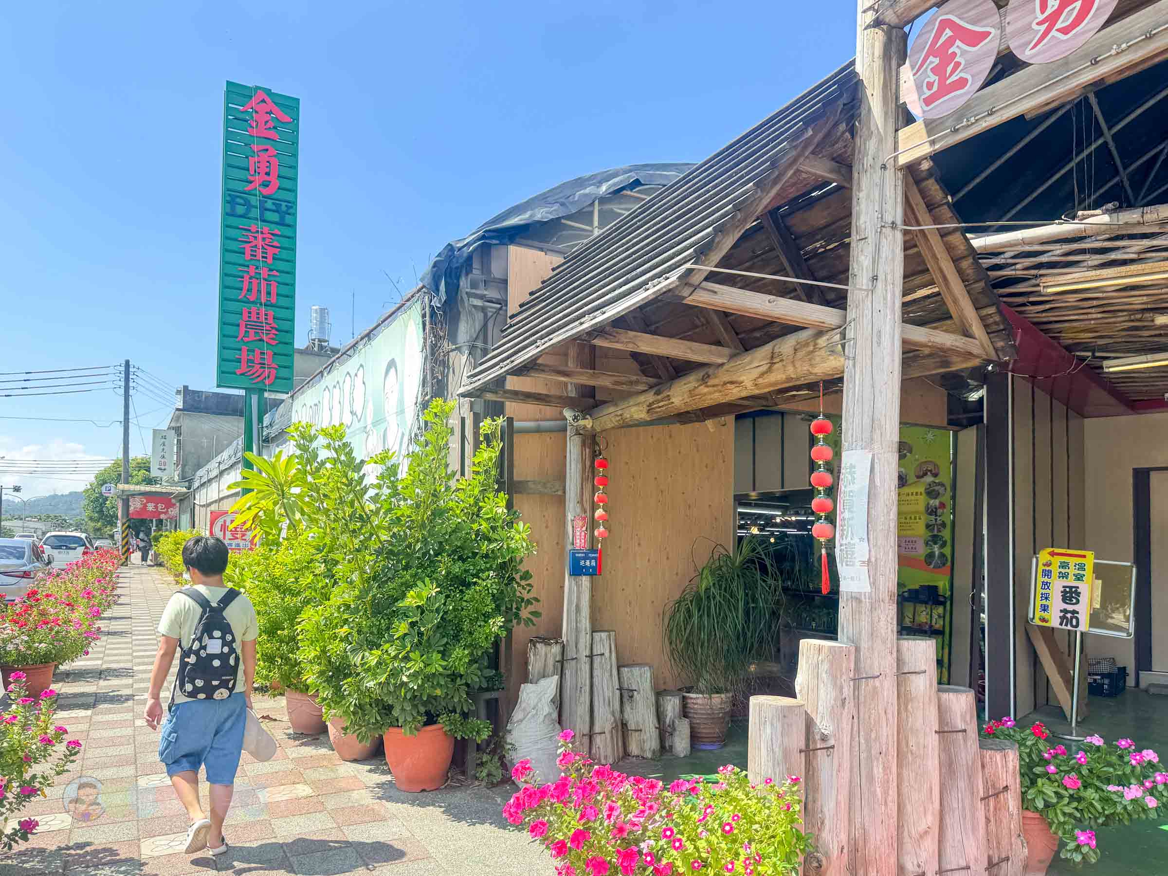 新竹|金勇番茄農場》免門票景點,世界各國番茄聯合國,採番茄,搗麻糬、diy體驗。 - 第3張圖