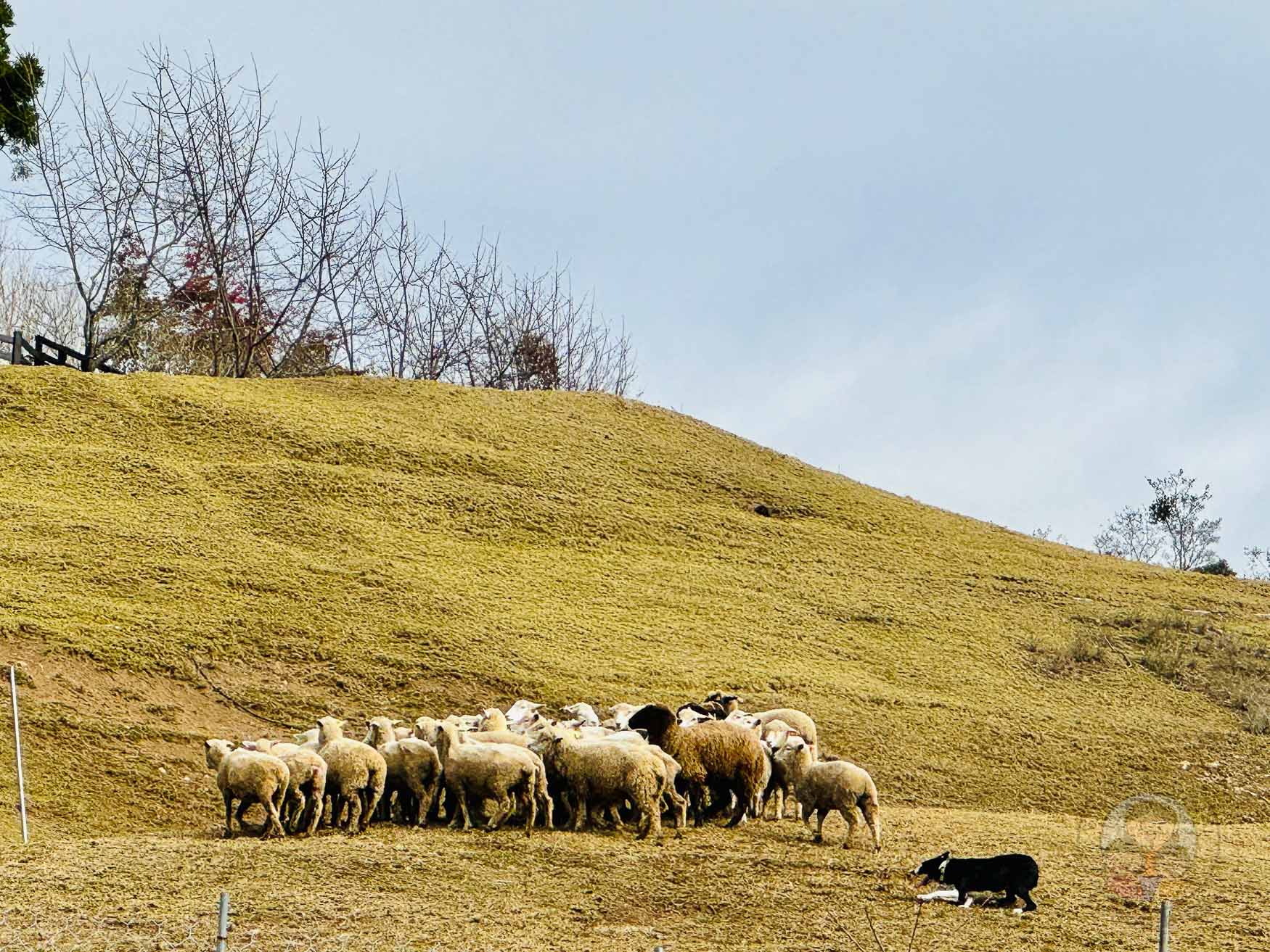 南投｜清境農場》台灣小瑞士，綿羊秀、馬術秀，還有高空景觀天空步道。
