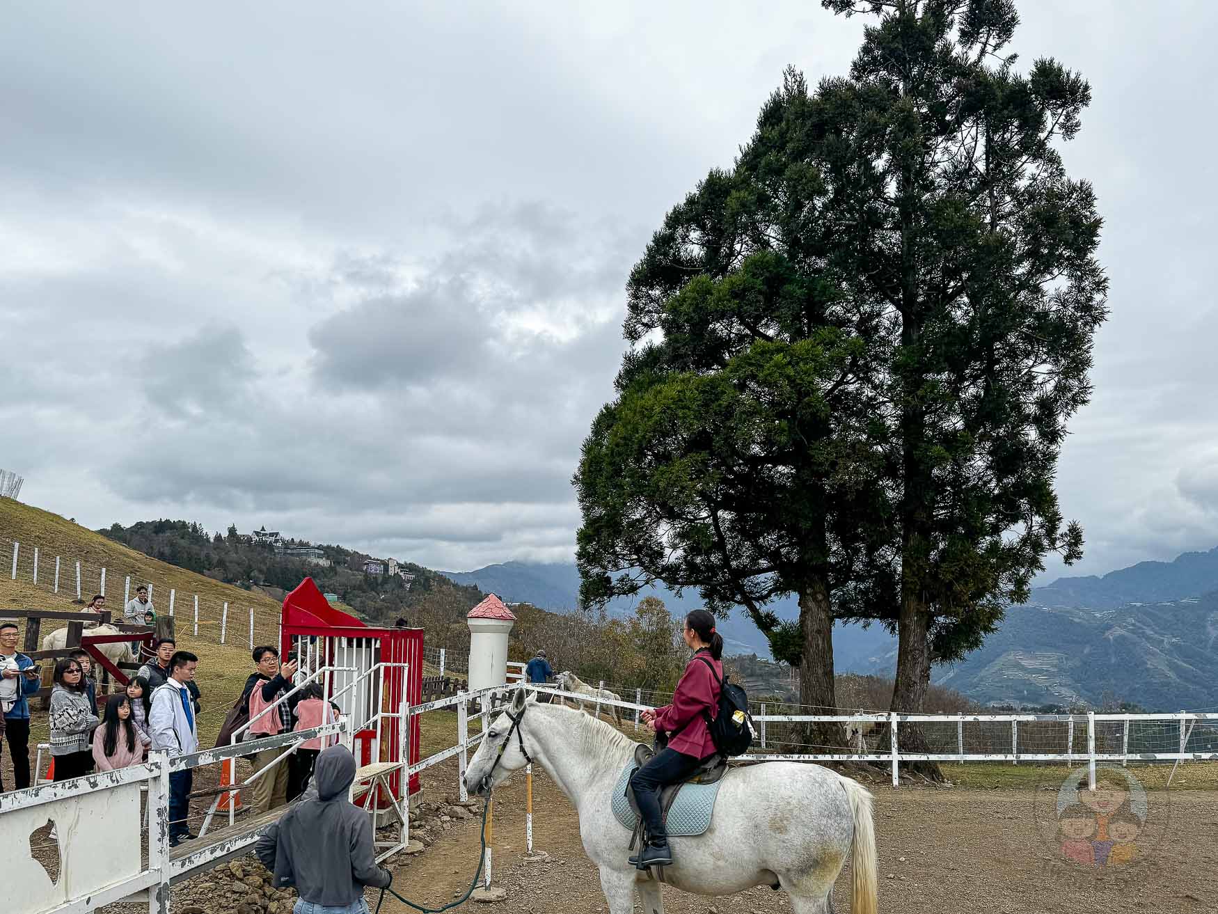 南投｜清境農場》台灣小瑞士，綿羊秀、馬術秀，還有高空景觀天空步道。