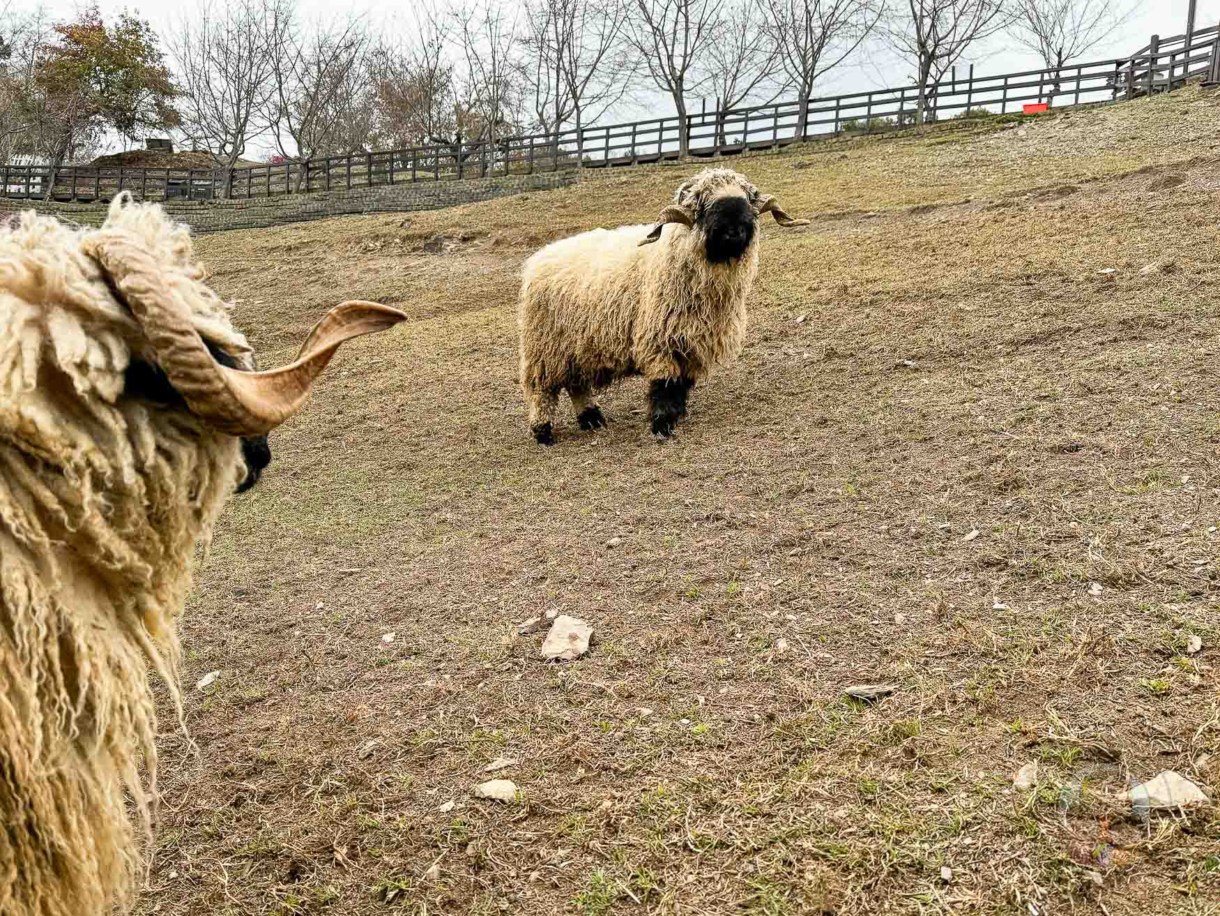 南投｜清境農場》台灣小瑞士，綿羊秀、馬術秀，還有高空景觀天空步道。