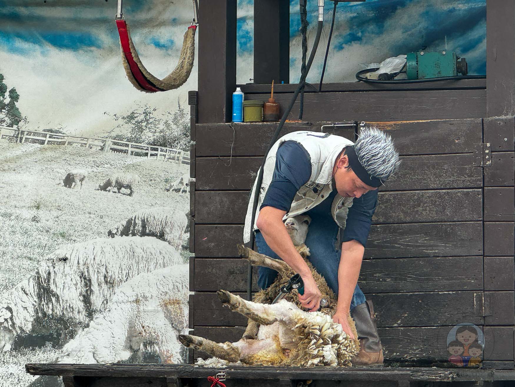 南投｜清境農場》台灣小瑞士，綿羊秀、馬術秀，還有高空景觀天空步道。