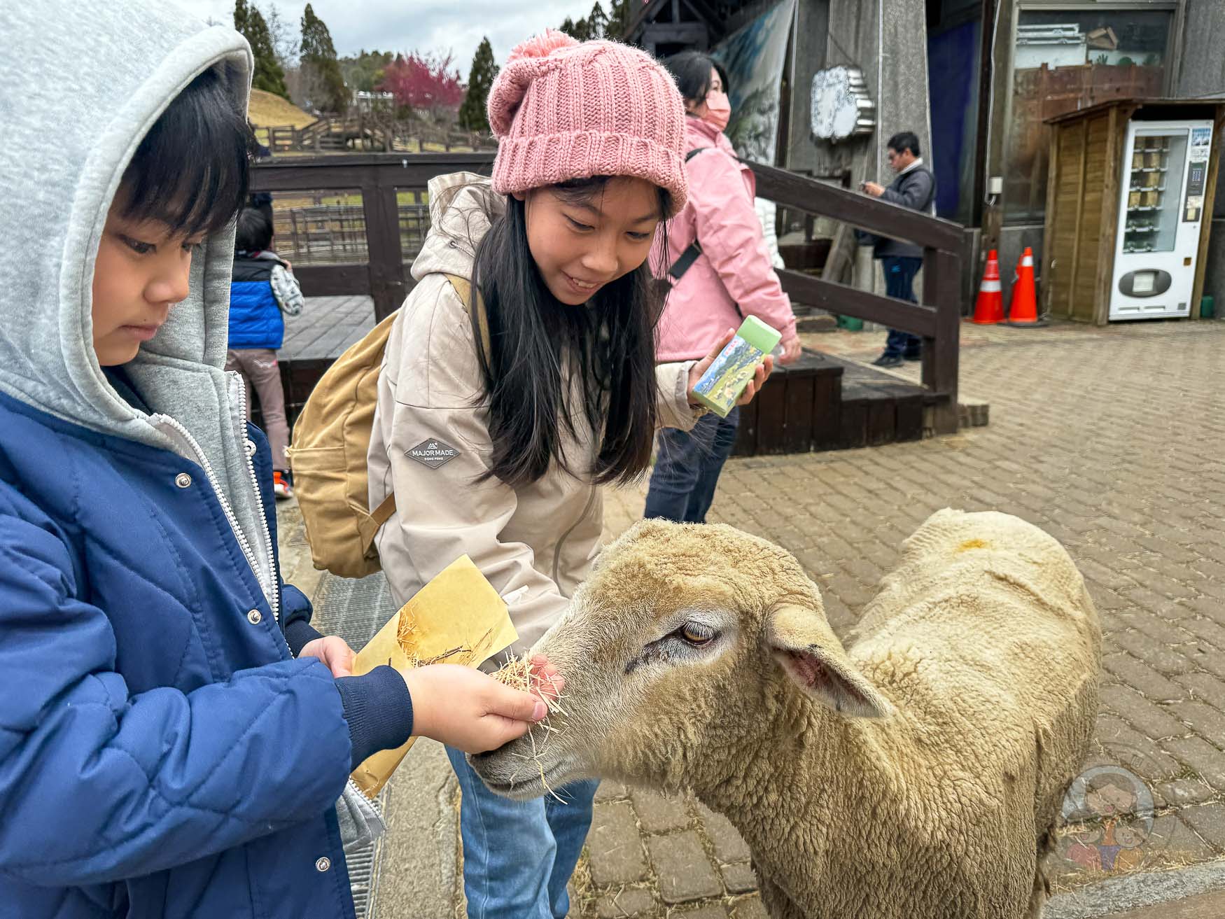 南投｜清境農場》台灣小瑞士，綿羊秀、馬術秀，還有高空景觀天空步道。