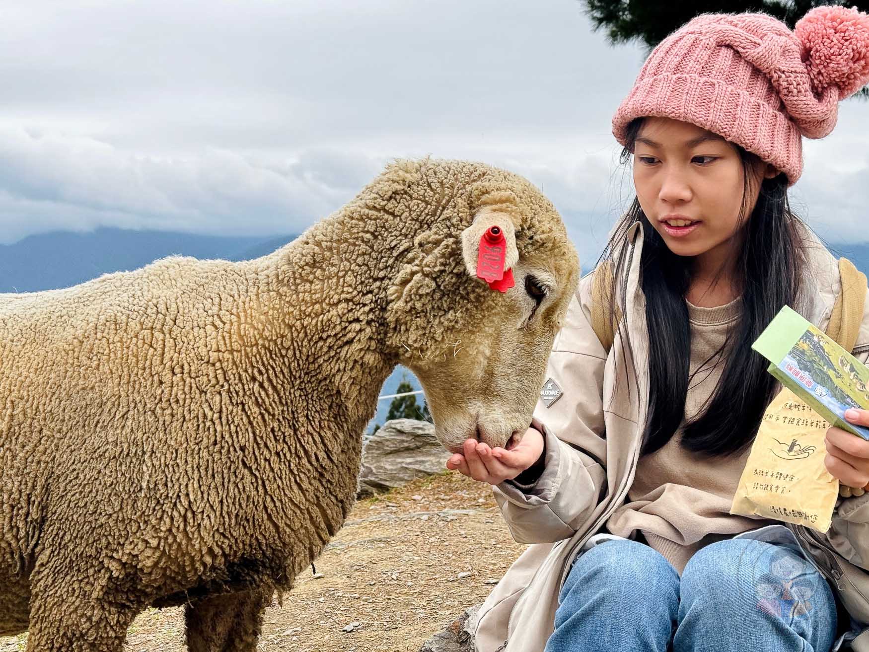 南投｜清境農場》台灣小瑞士，綿羊秀、馬術秀，還有高空景觀天空步道。