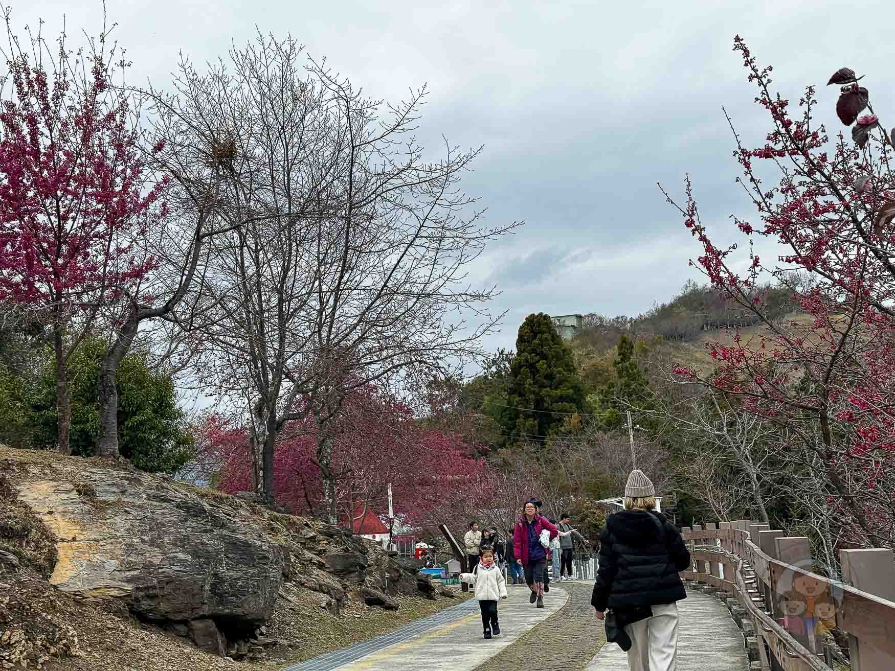 南投｜清境農場》台灣小瑞士，綿羊秀、馬術秀，還有高空景觀天空步道。