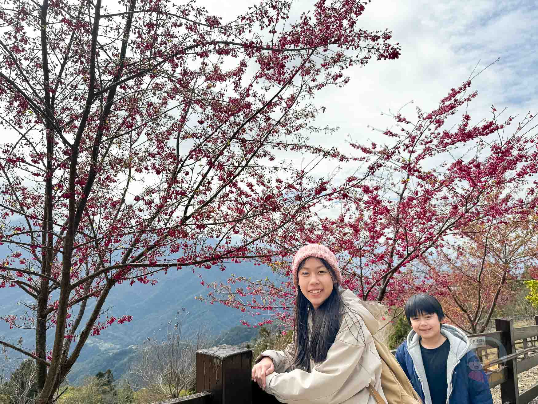 南投｜清境農場》台灣小瑞士，綿羊秀、馬術秀，還有高空景觀天空步道。