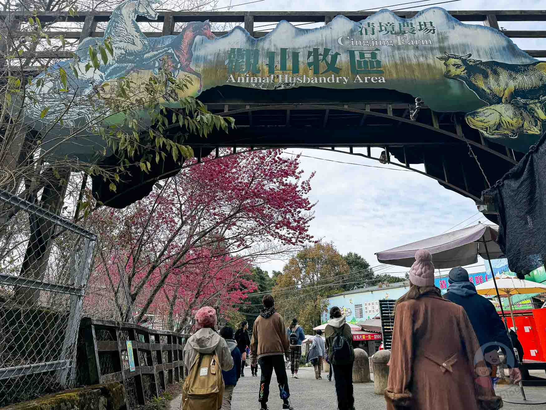 南投｜清境農場》台灣小瑞士，綿羊秀、馬術秀，還有高空景觀天空步道。