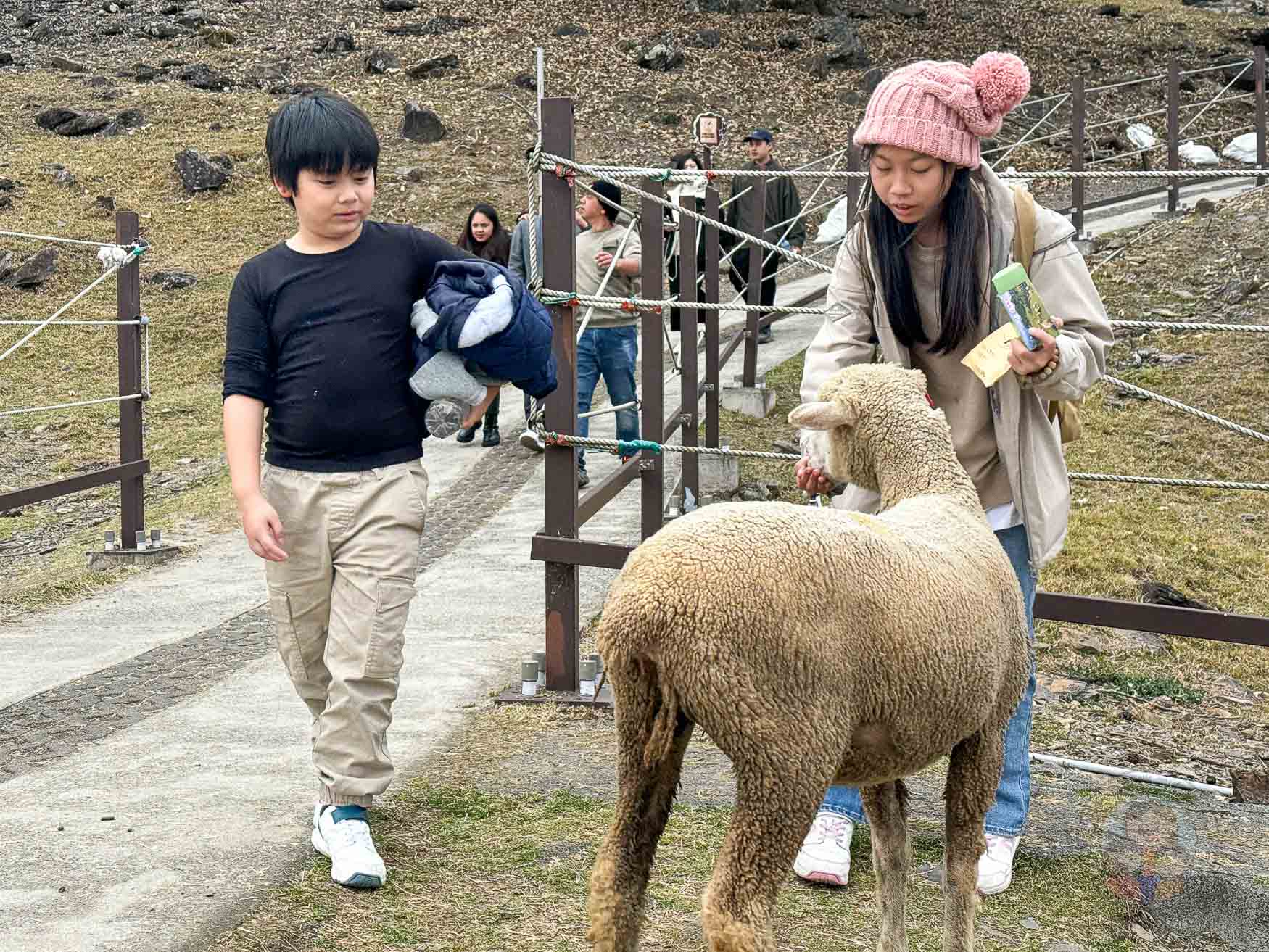 南投｜清境農場》台灣小瑞士，綿羊秀、馬術秀，還有高空景觀天空步道。