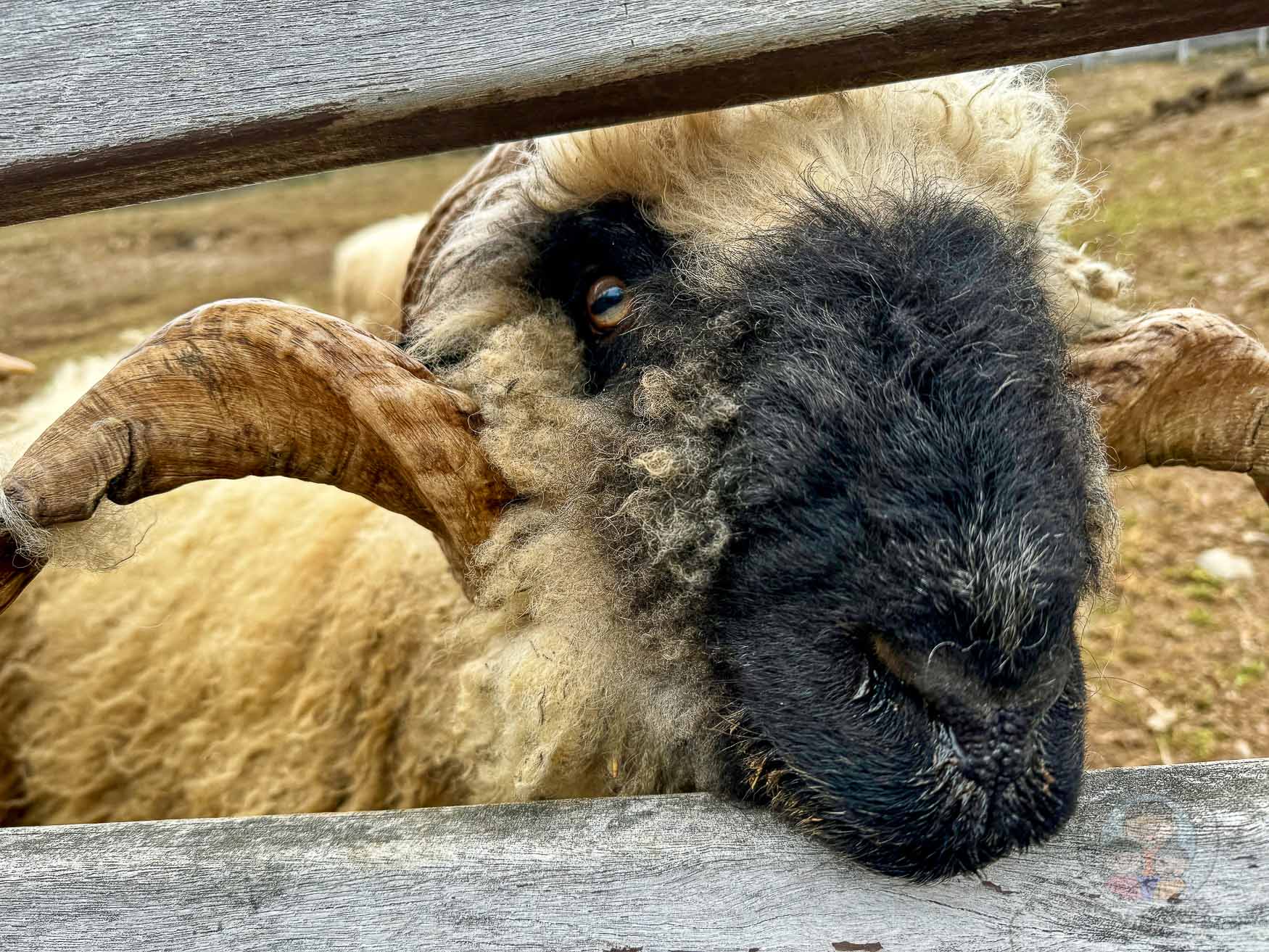 南投｜清境農場》台灣小瑞士，綿羊秀、馬術秀，還有高空景觀天空步道。