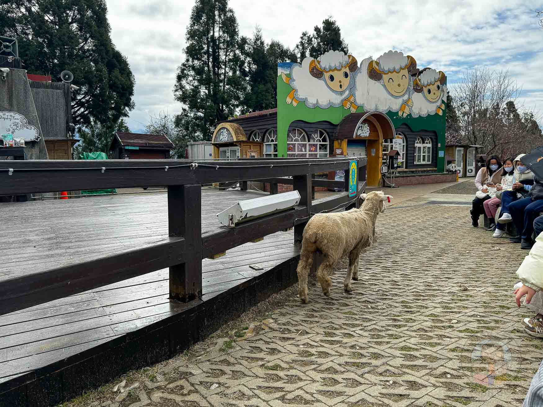 南投｜清境農場》台灣小瑞士，綿羊秀、馬術秀，還有高空景觀天空步道。