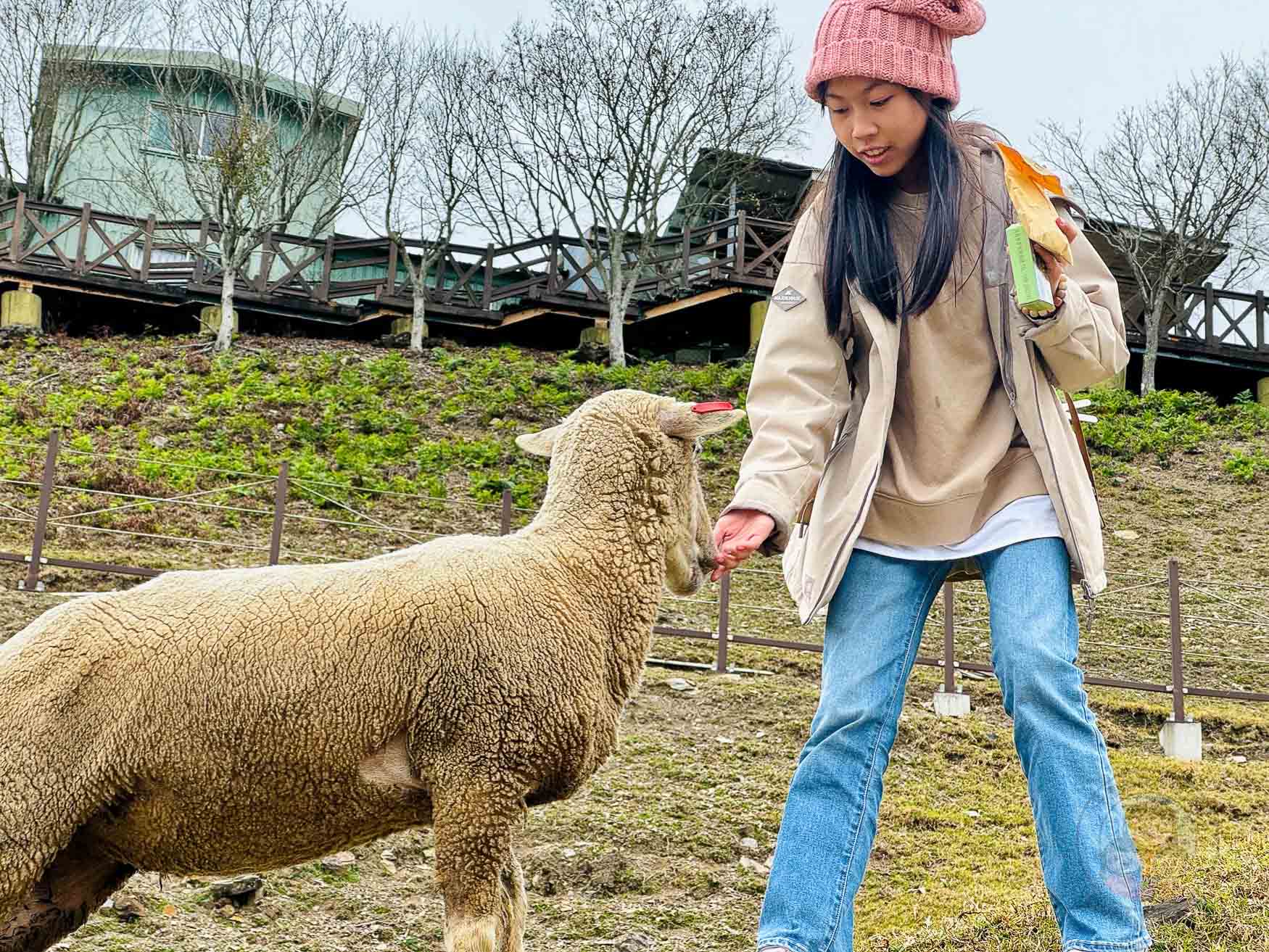 南投｜清境農場》台灣小瑞士，綿羊秀、馬術秀，還有高空景觀天空步道。