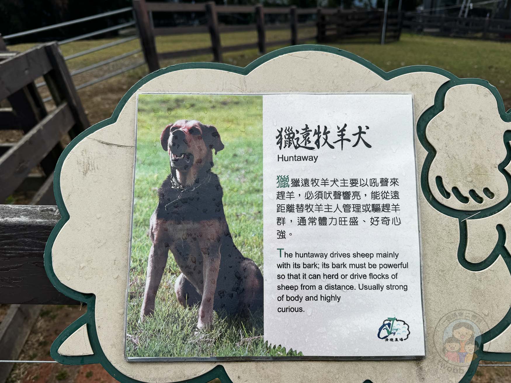 南投｜清境農場》台灣小瑞士，綿羊秀、馬術秀，還有高空景觀天空步道。