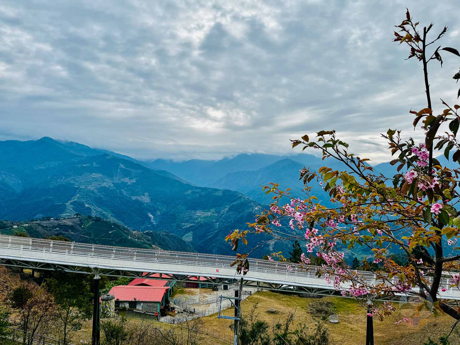 南投｜清境農場》台灣小瑞士，綿羊秀、馬術秀，還有高空景觀天空步道。